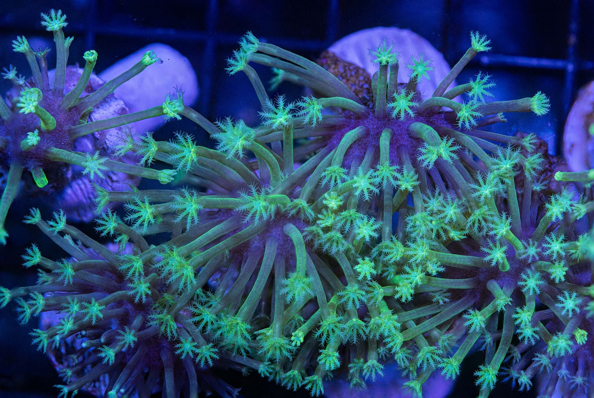 Weeping Willow Toadstool Leather Reef Lounge USA 