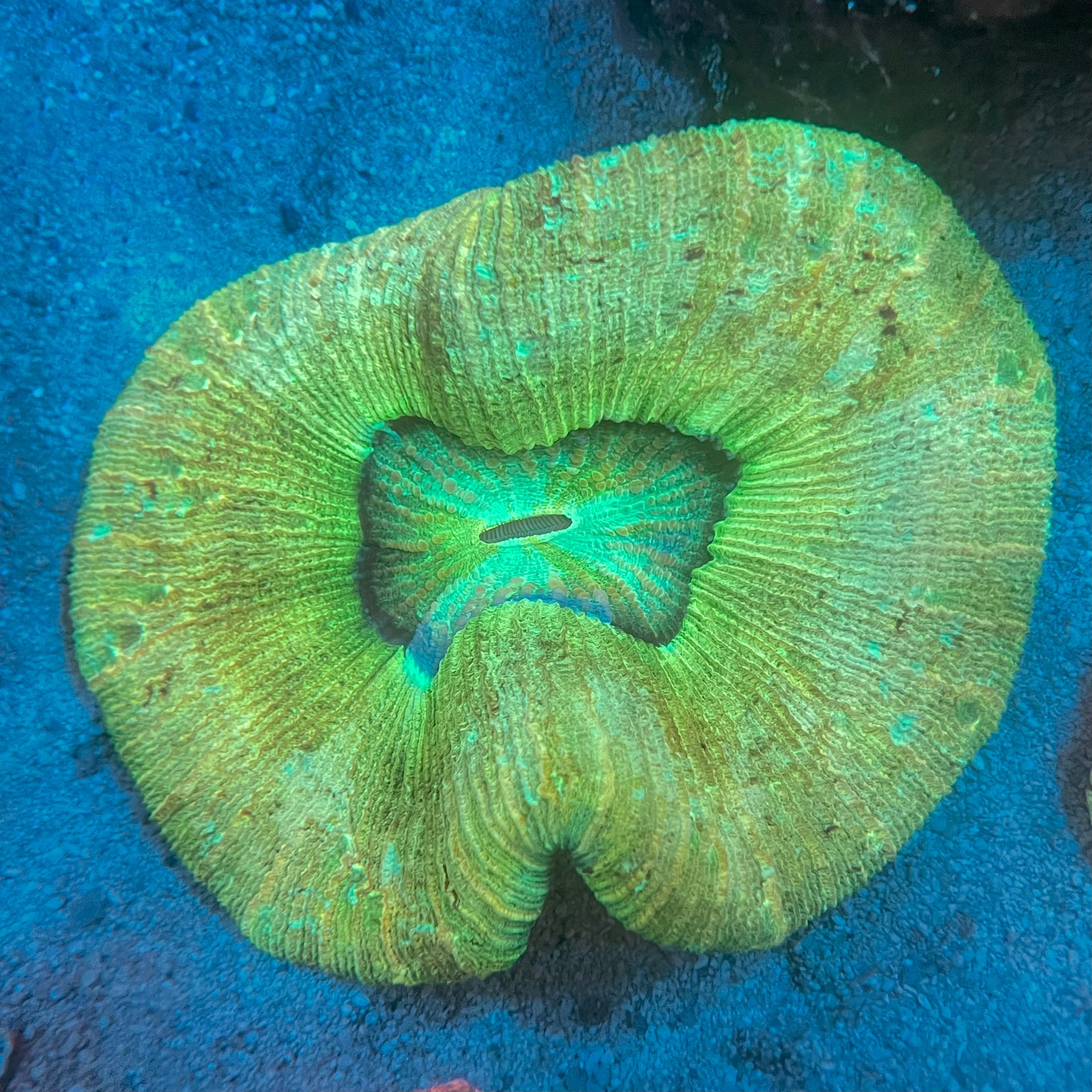 Wellso/Trachy Brain Coral - WYSIWYG Colony Reef Lounge Coral 