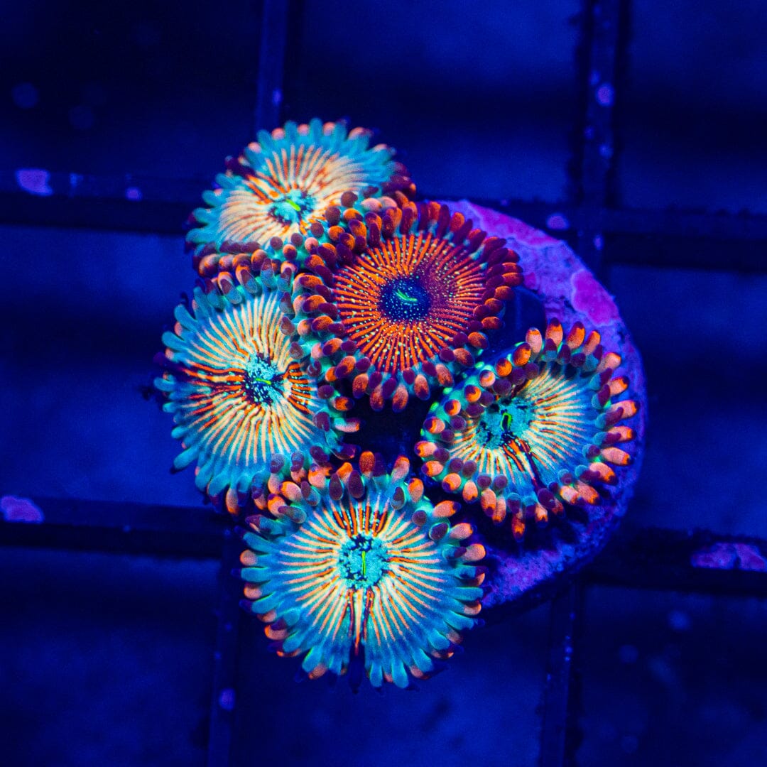 White Zombie Zoanthids - WYSIWYG Auction Reef Lounge Norco 