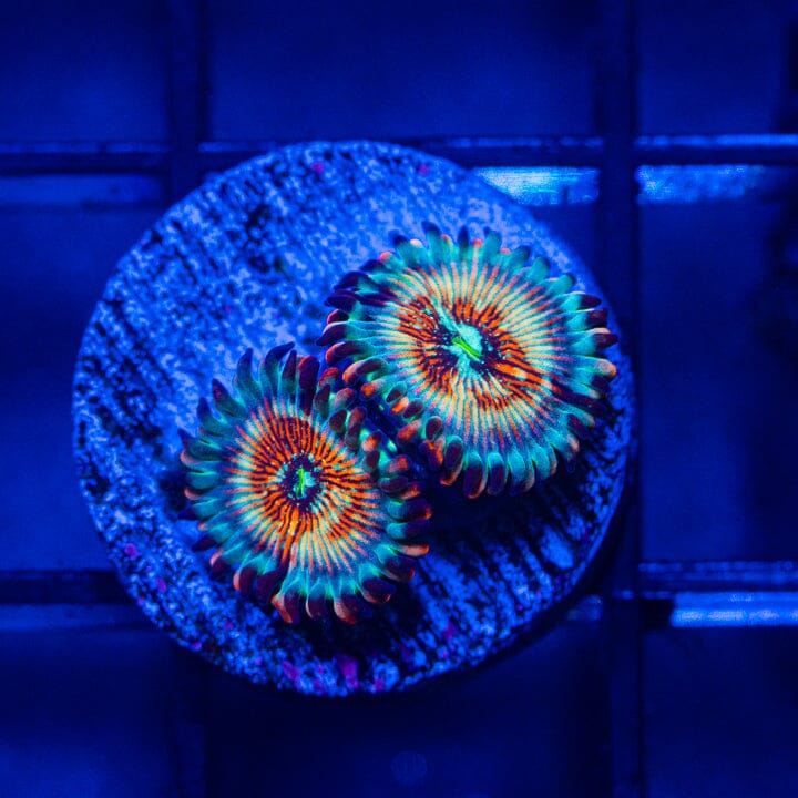 White Zombie Zoanthids - WYSIWYG Auction Reef Lounge Norco 