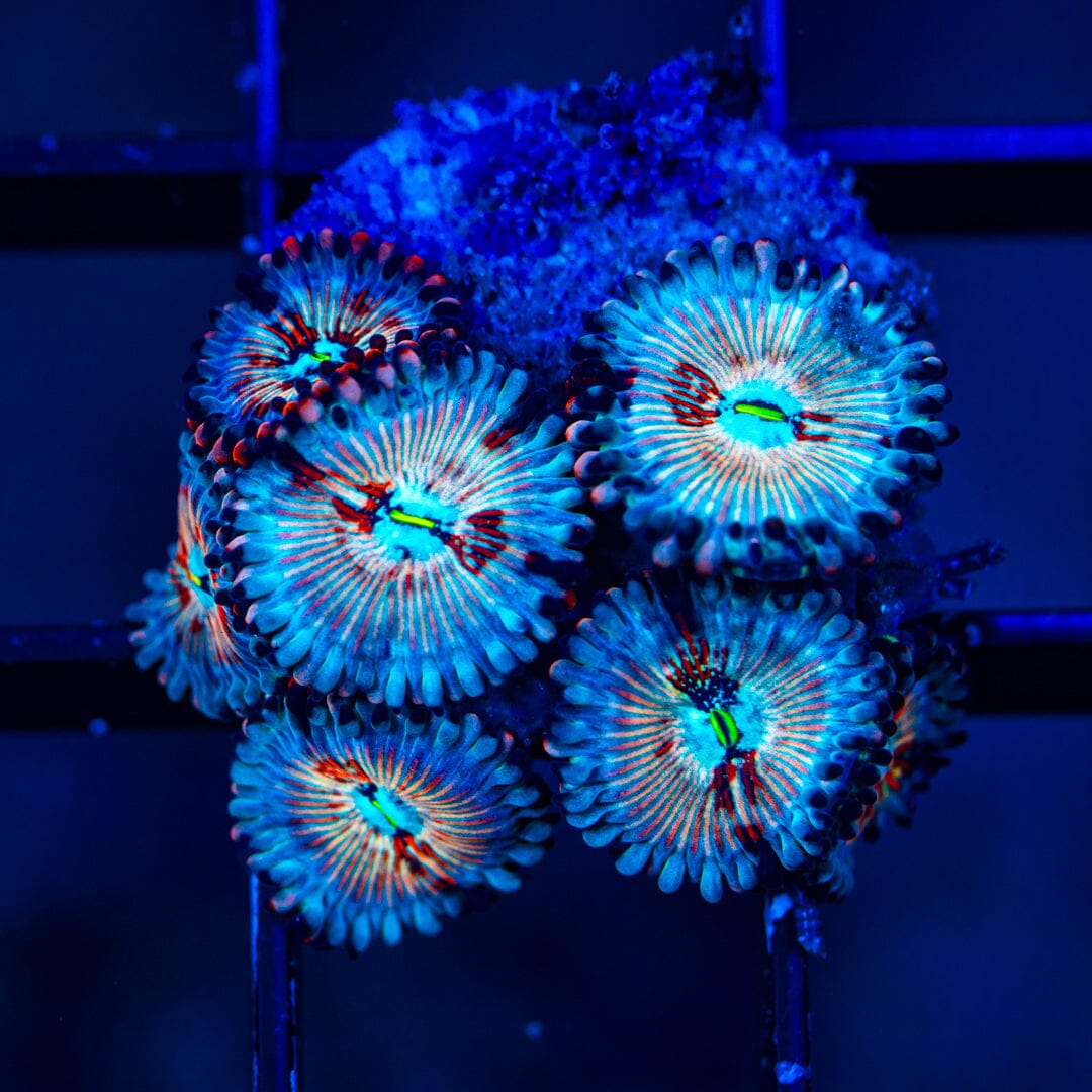 White Zombies Zoanthids (WYSIWYG Overgrown Plug) Reef Lounge Norco 