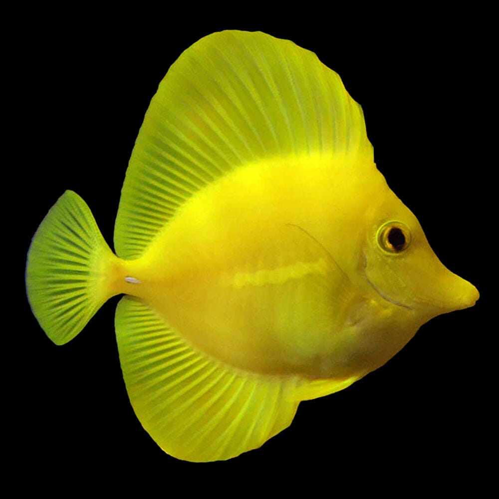 Wild Yellow Tang (Japan) Fish Reef Lounge Coral 
