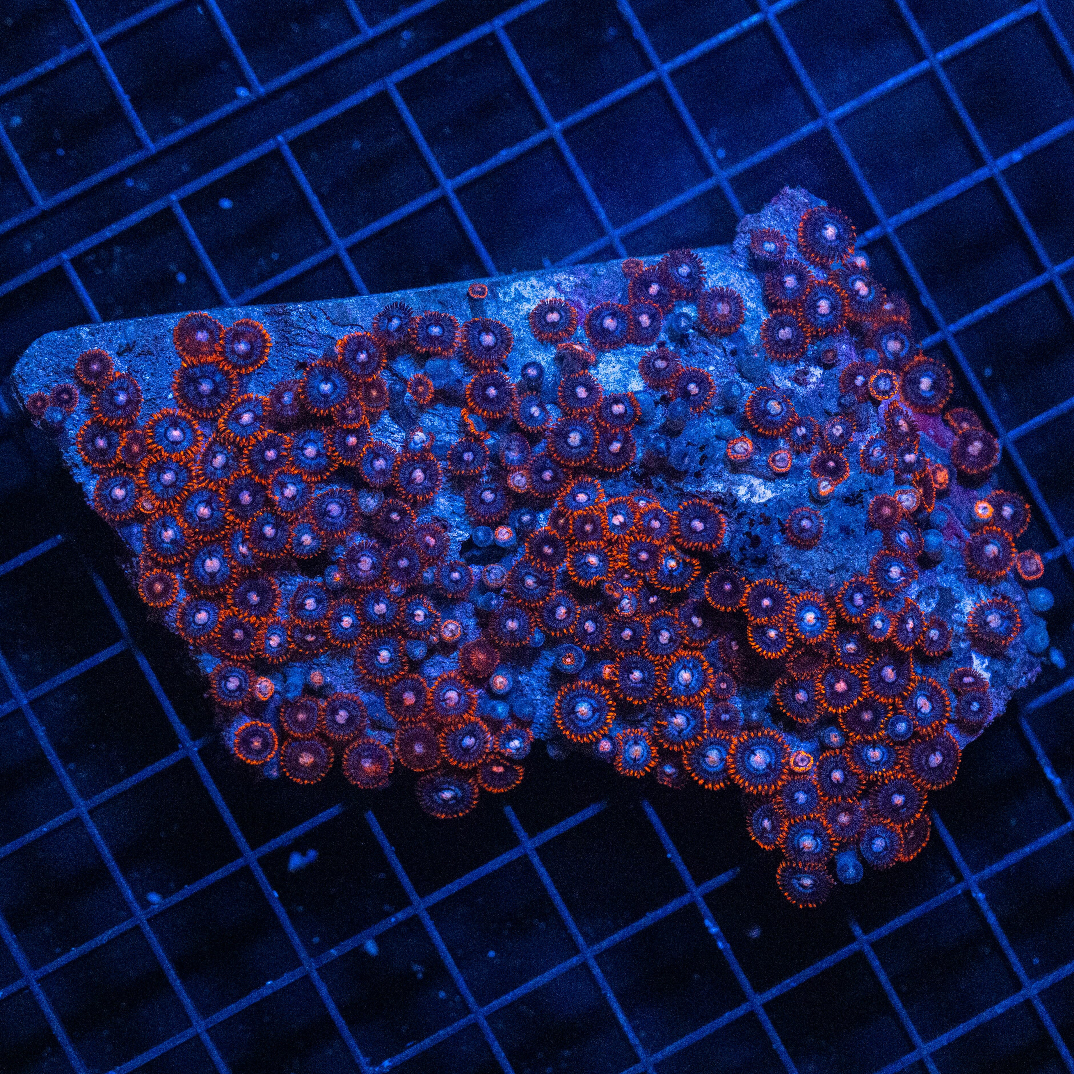 Wild Zoanthid Colony - WYSIWYG Reef Lounge Norco 
