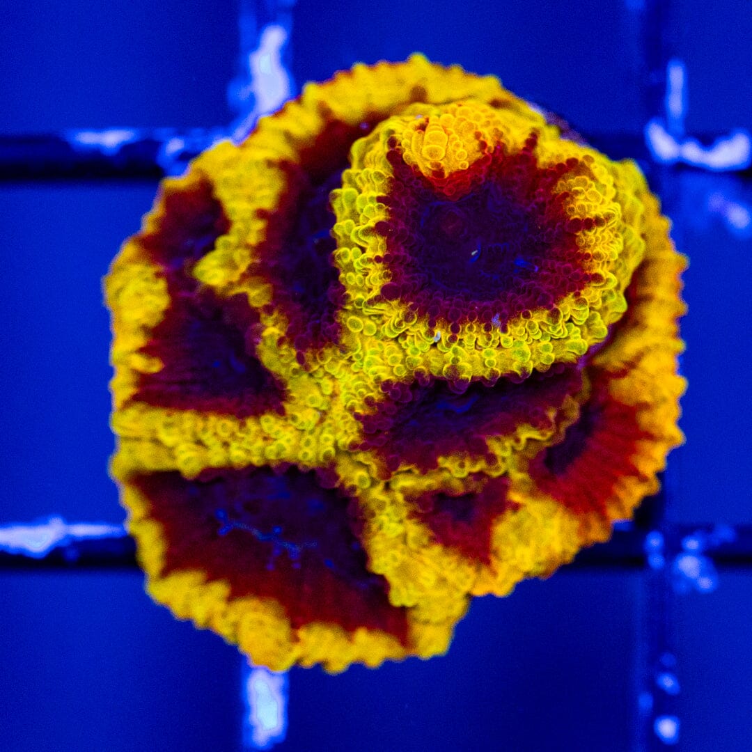 Wolverine Favia - WYSIWYG Reef Lounge Coral 