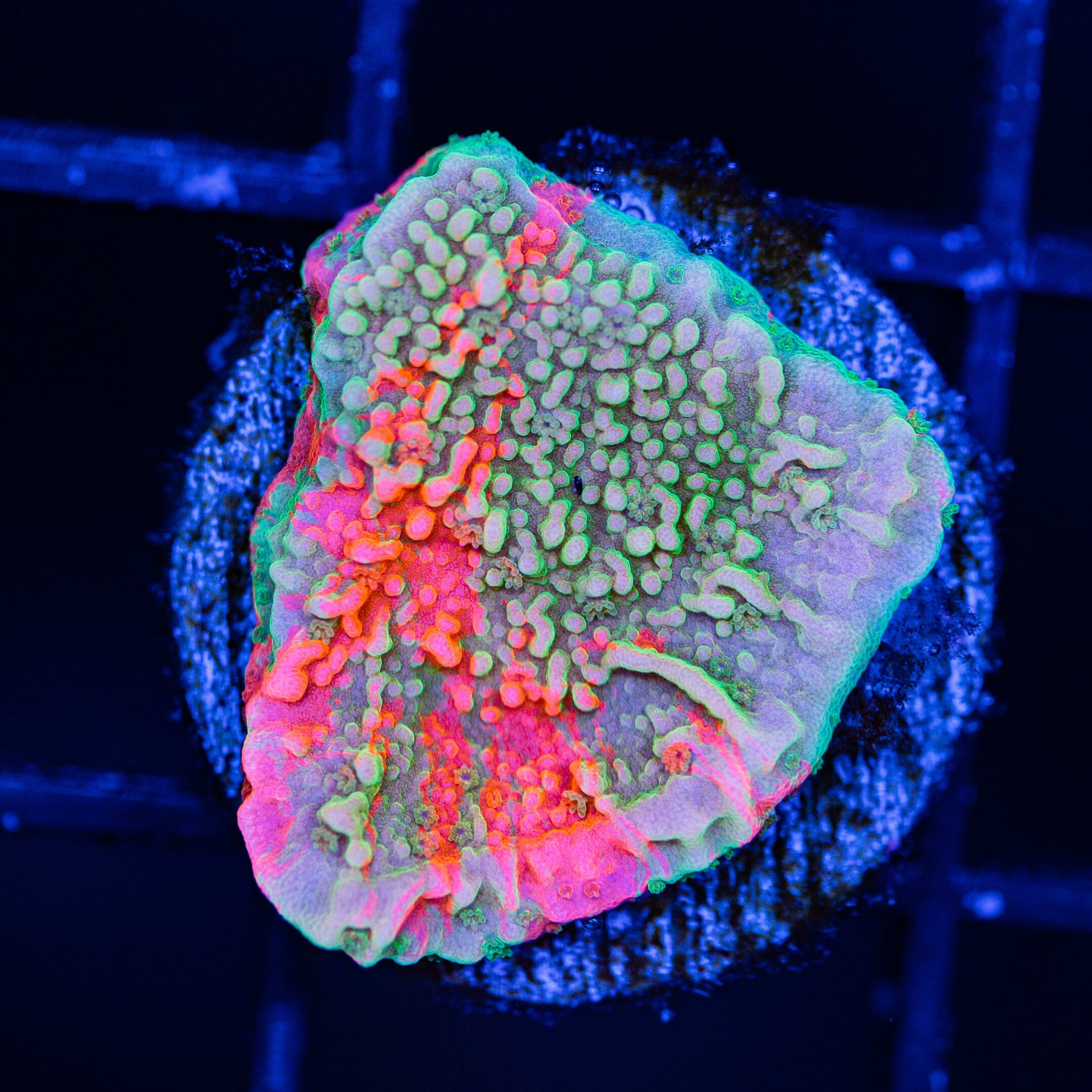 WWC Grafted Montipora Cap - WYSIWYG Frag Reef Lounge Norco 