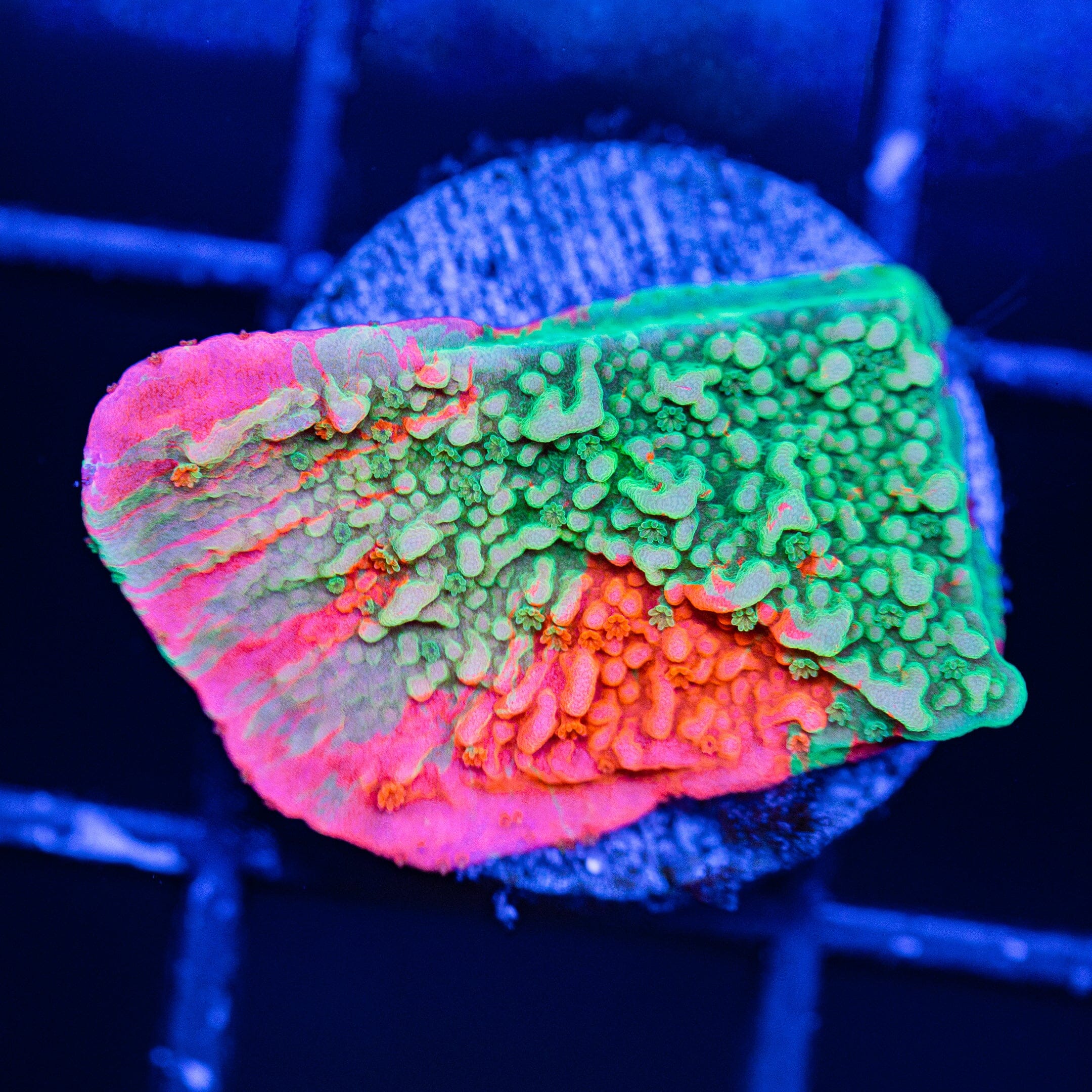 WWC Grafted Montipora Cap - WYSIWYG Frag Reef Lounge Norco 