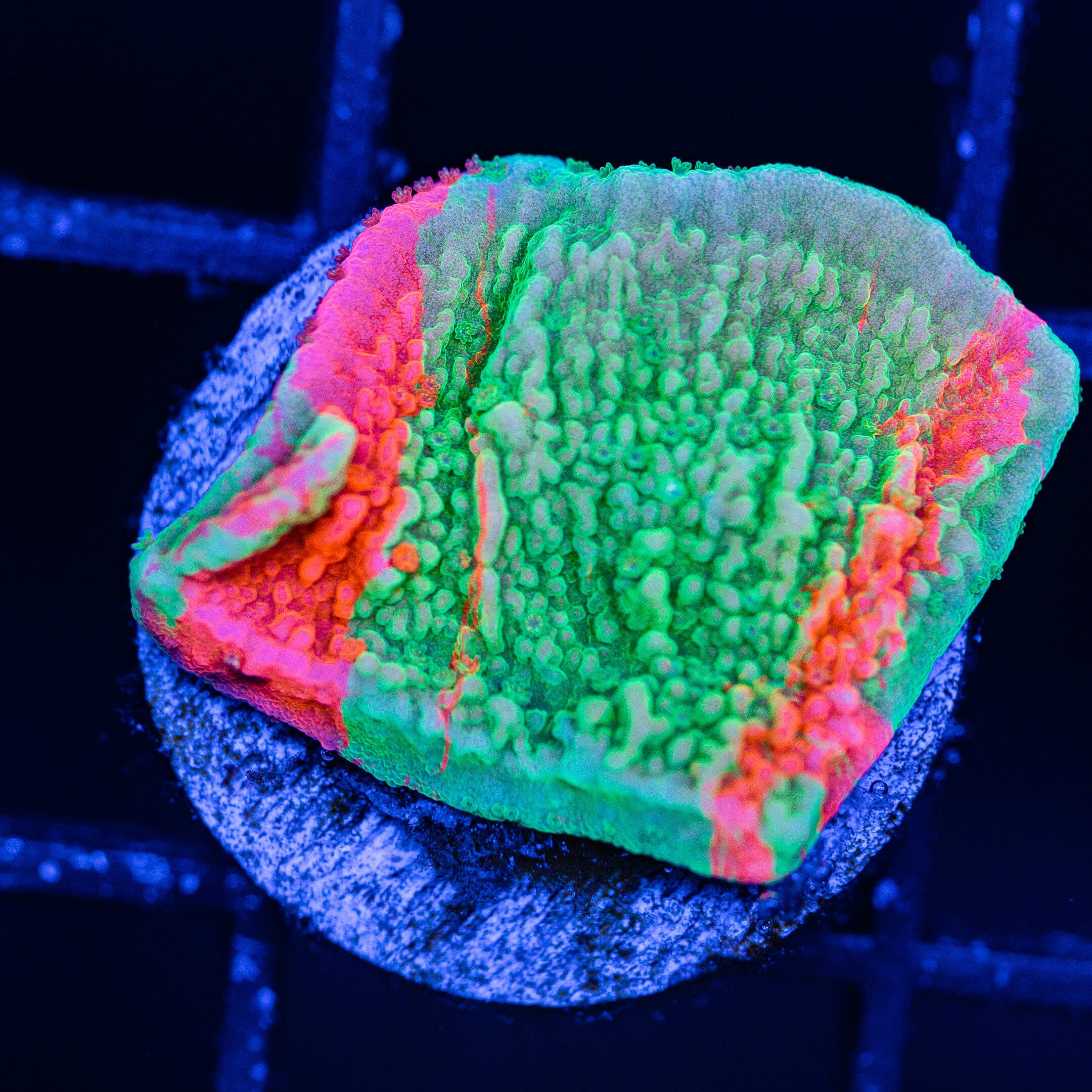 WWC Grafted Montipora Cap - WYSIWYG Frag Reef Lounge Norco 