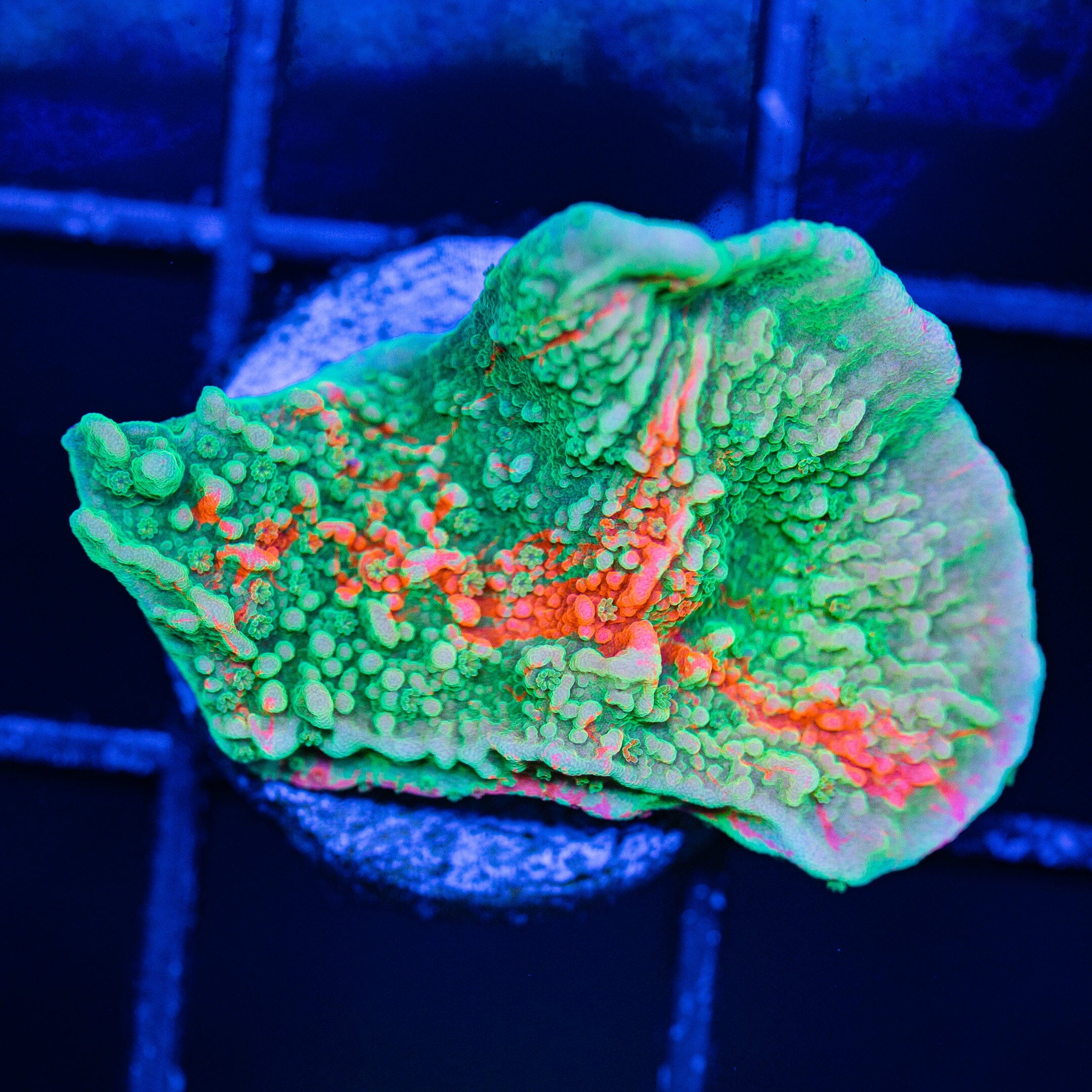 WWC Grafted Montipora Cap - WYSIWYG Frag Reef Lounge Norco 