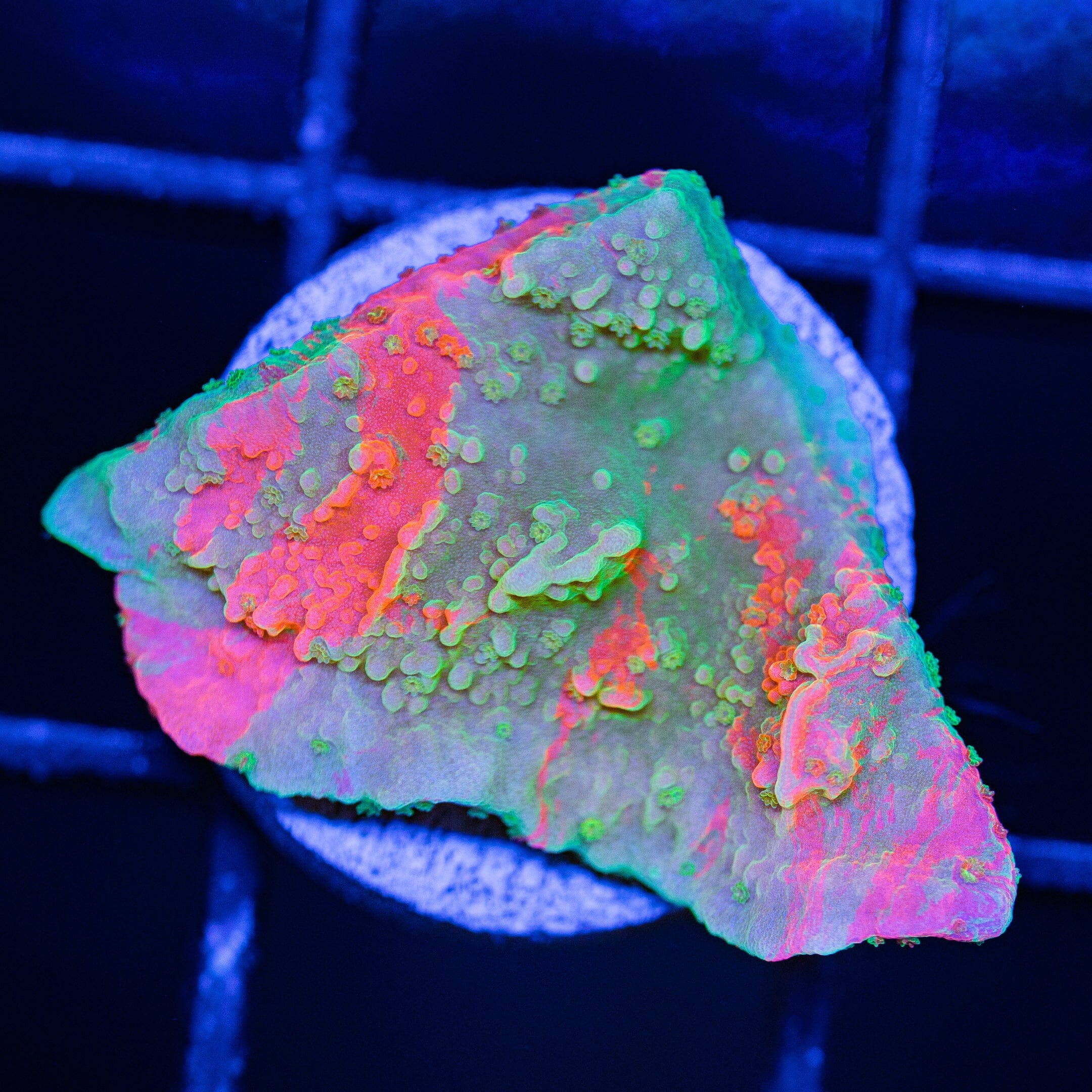 WWC Grafted Montipora Cap - WYSIWYG Frag Reef Lounge Norco 