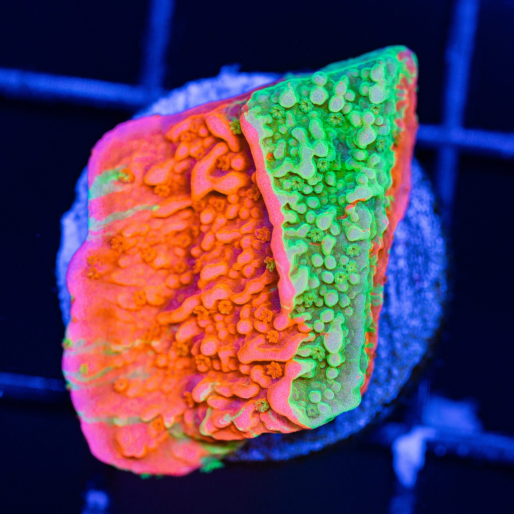WWC Grafted Montipora Cap - WYSIWYG Frag Reef Lounge Norco 