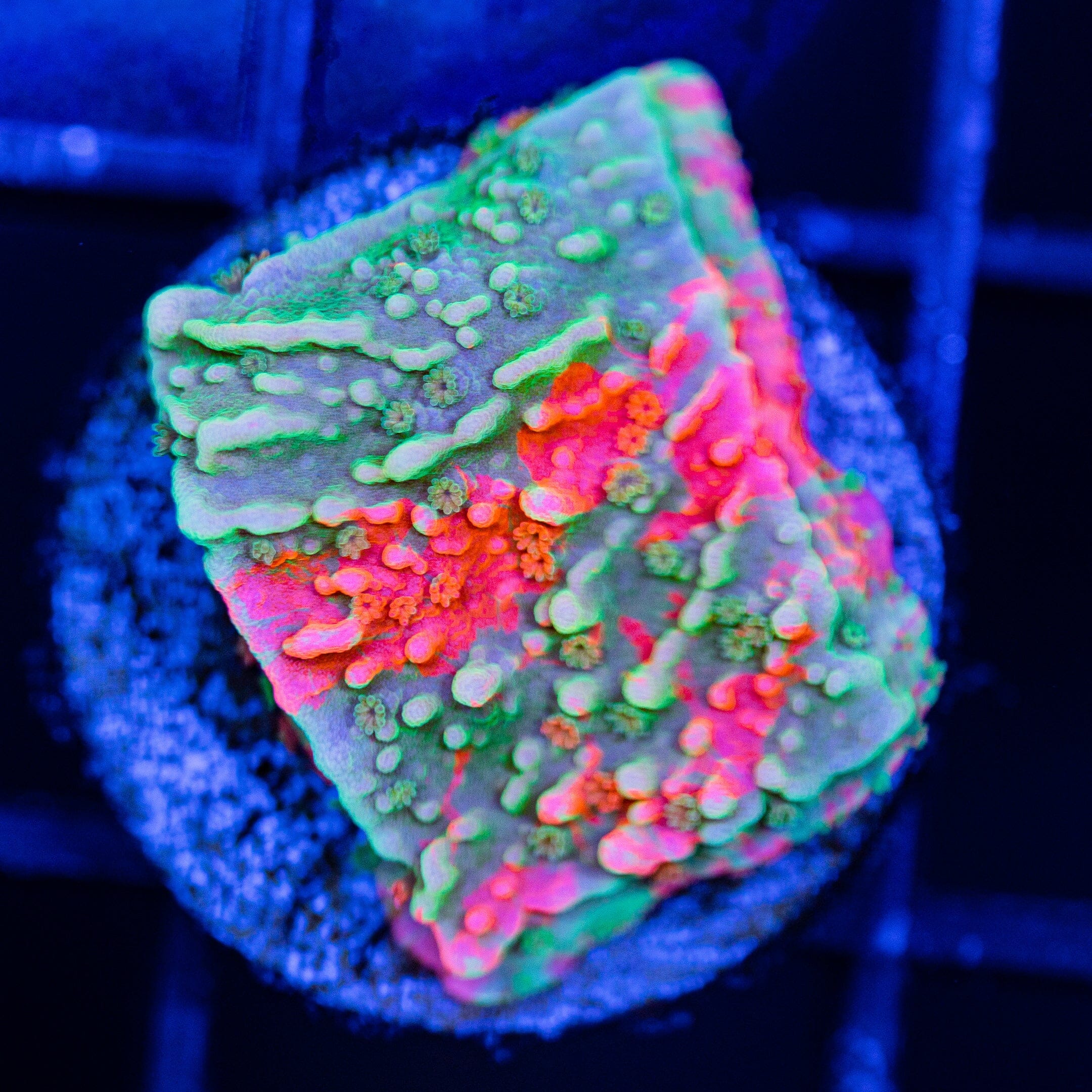 WWC Grafted Montipora Cap - WYSIWYG Frag Reef Lounge Norco 