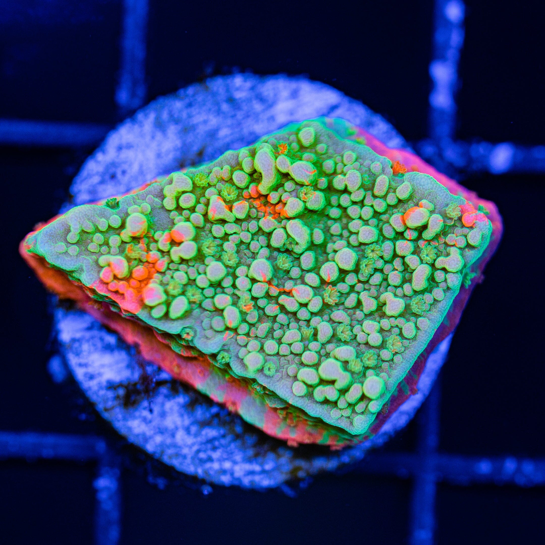 WWC Grafted Montipora Cap - WYSIWYG Frag Reef Lounge Norco 