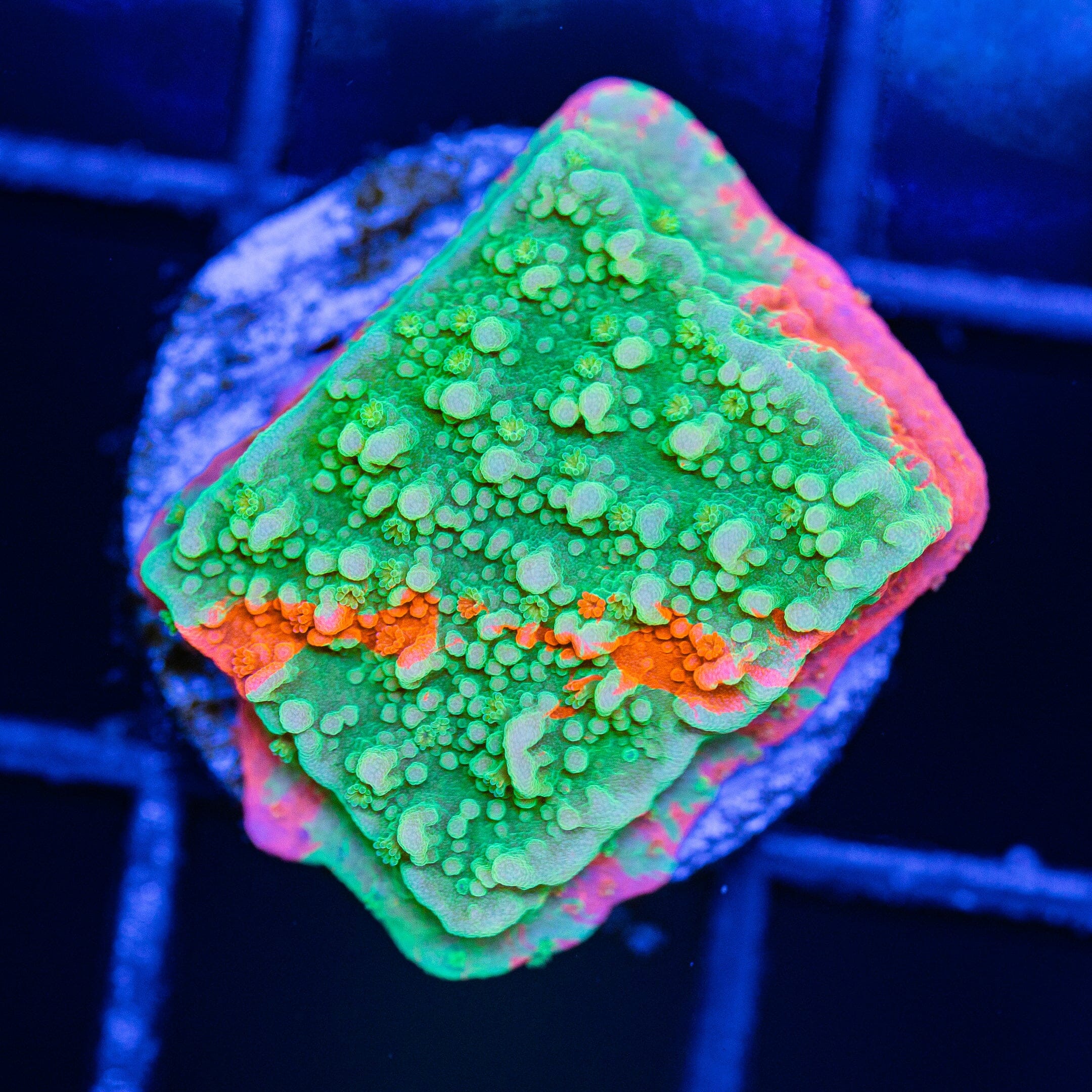 WWC Grafted Montipora Cap - WYSIWYG Frag Reef Lounge Norco 