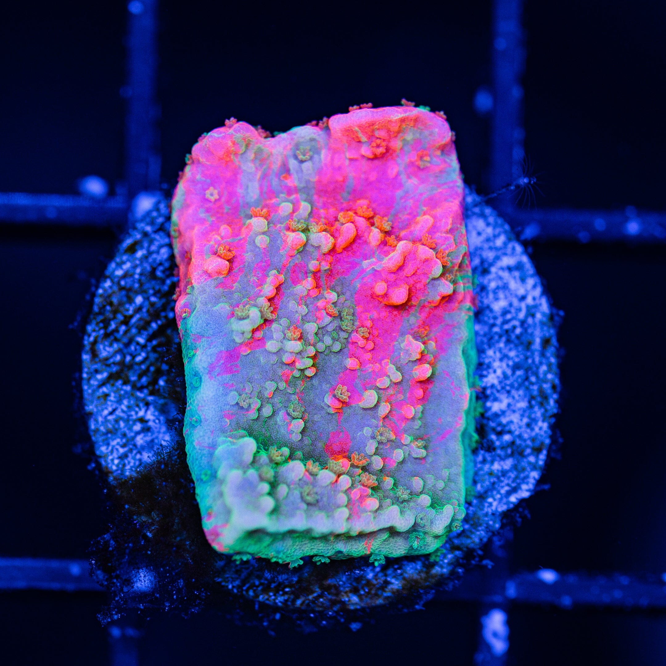 WWC Grafted Montipora Cap - WYSIWYG Frag Reef Lounge Norco 