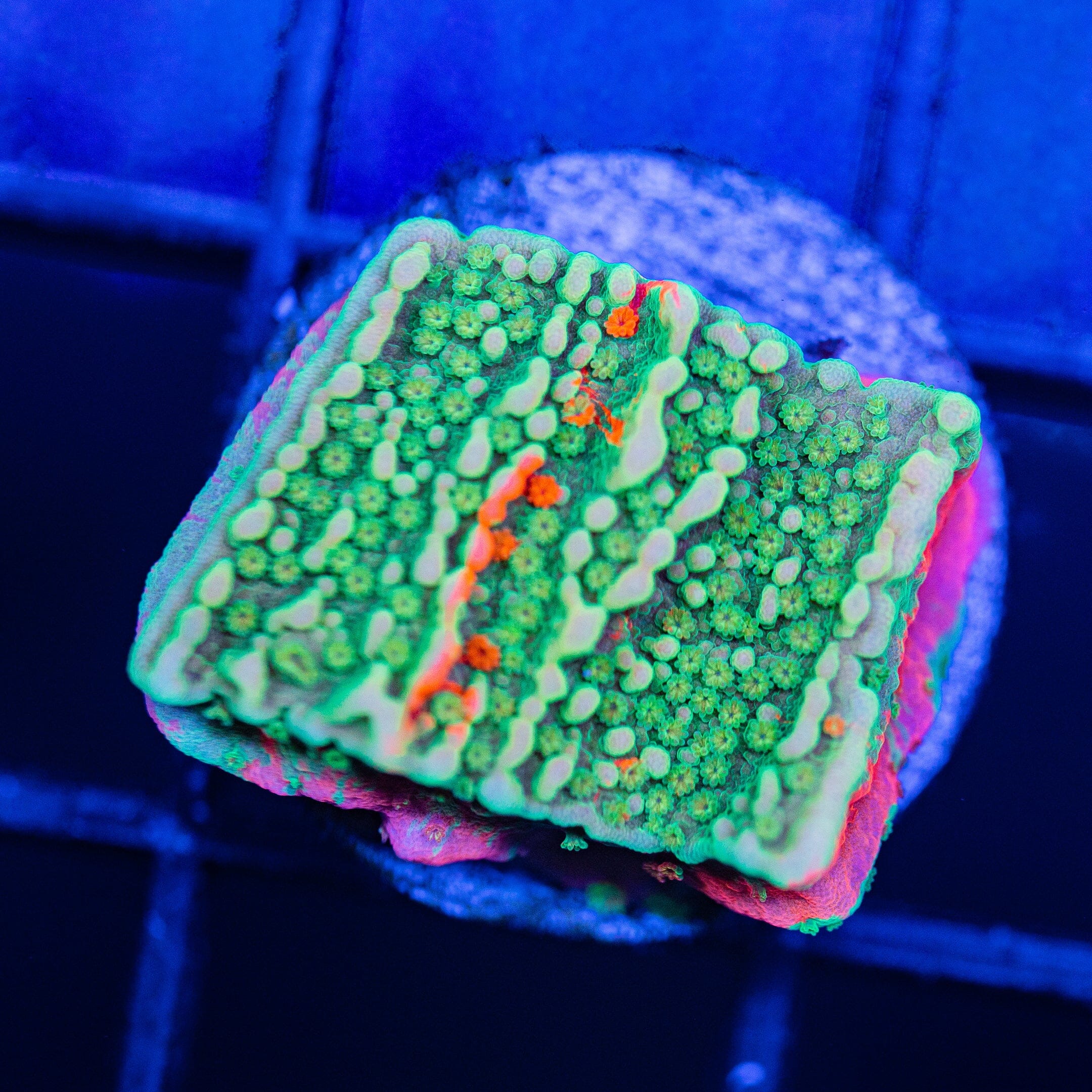 WWC Grafted Montipora Cap - WYSIWYG Frag Reef Lounge Norco 