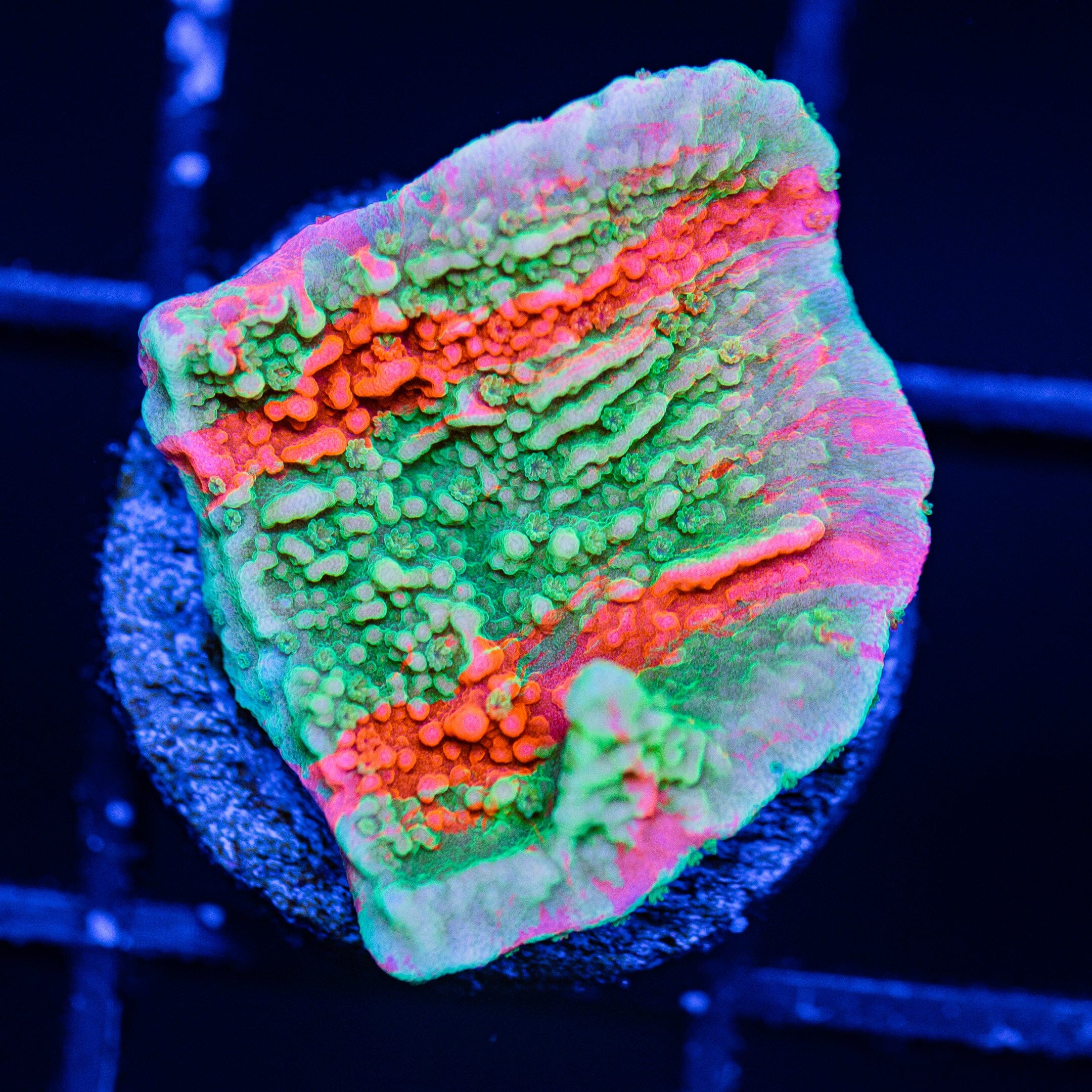 WWC Grafted Montipora Cap - WYSIWYG Frag Reef Lounge Norco 
