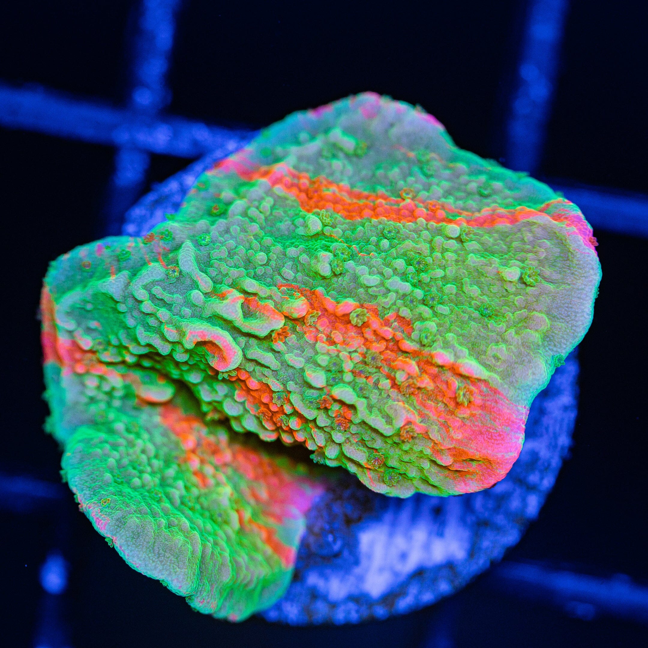 WWC Grafted Montipora Cap - WYSIWYG Frag Reef Lounge Norco 