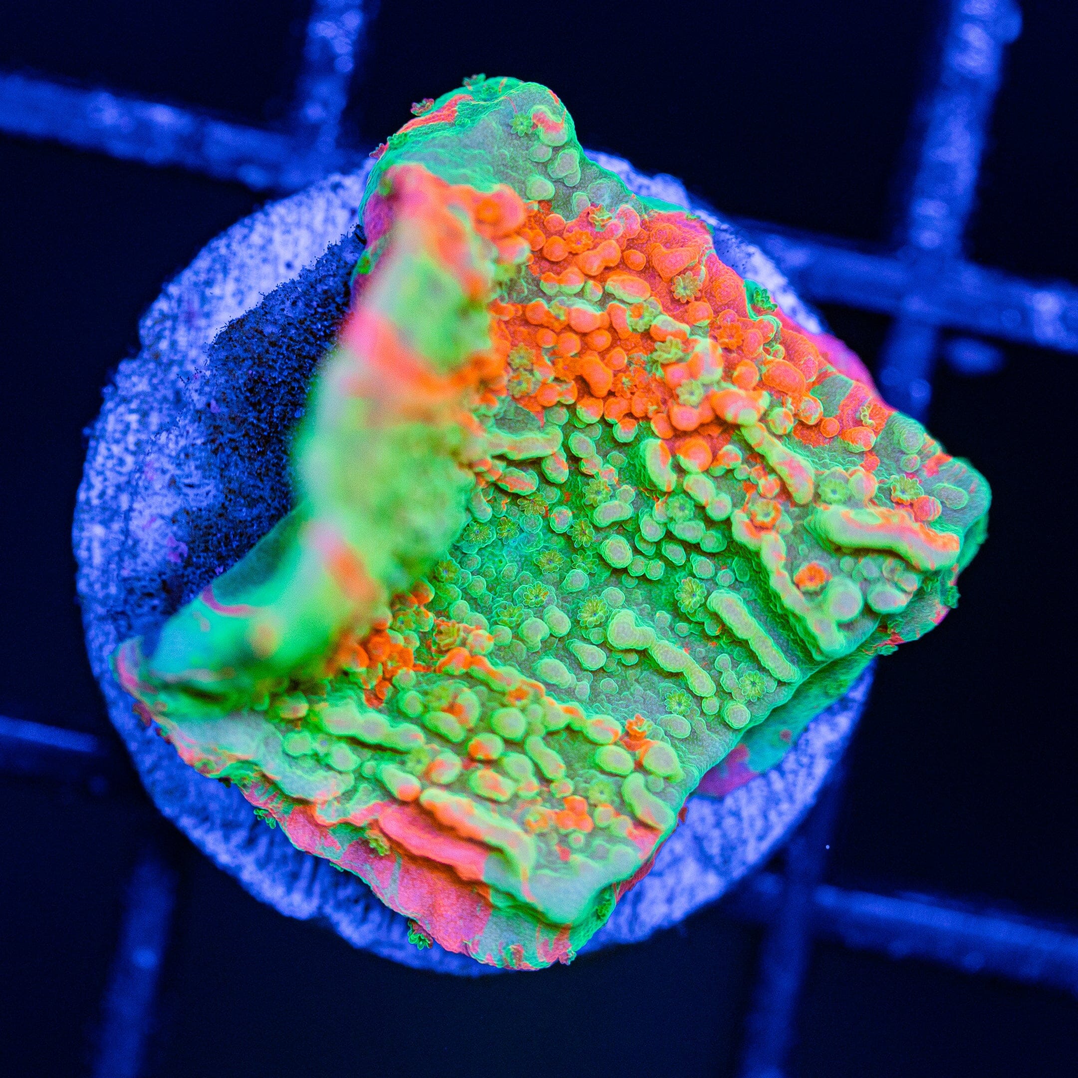 WWC Grafted Montipora Cap - WYSIWYG Frag Reef Lounge Norco 