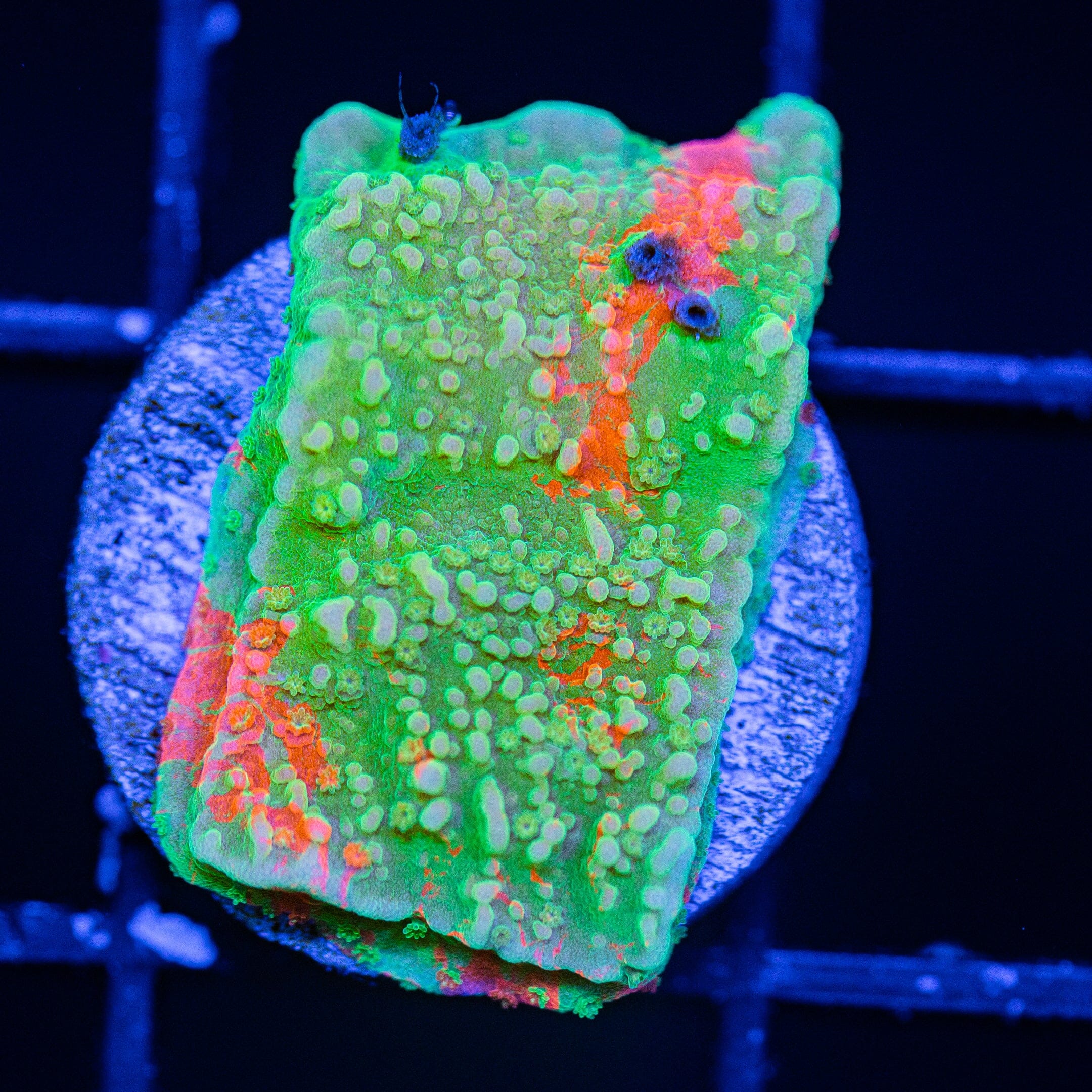 WWC Grafted Montipora Cap - WYSIWYG Frag Reef Lounge Norco 
