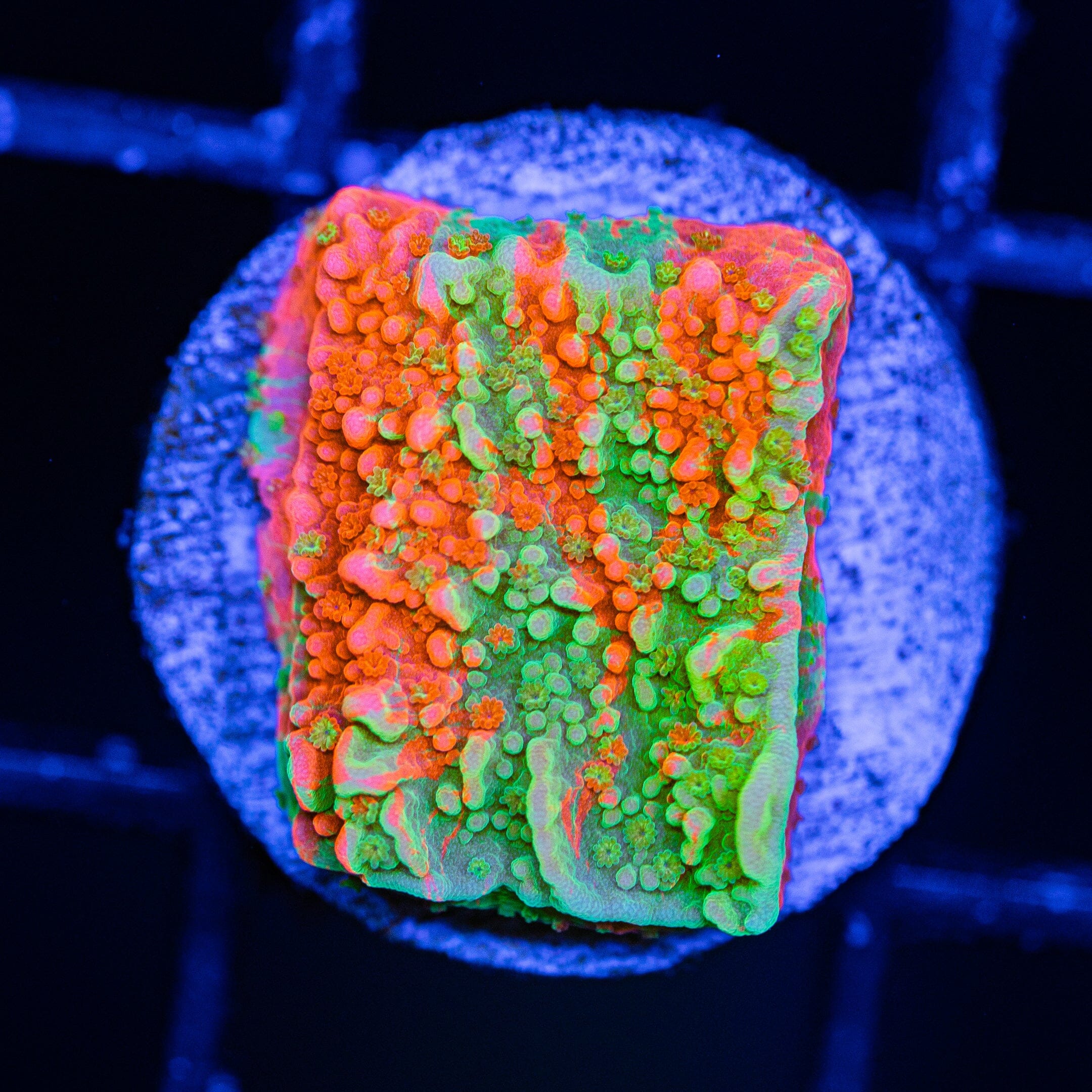 WWC Grafted Montipora Cap - WYSIWYG Frag Reef Lounge Norco 