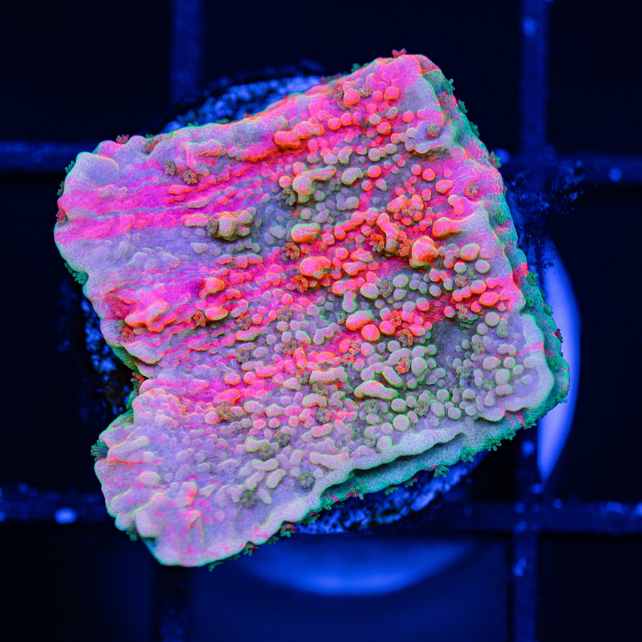 WWC Grafted Montipora Cap - WYSIWYG Frag Reef Lounge Norco 