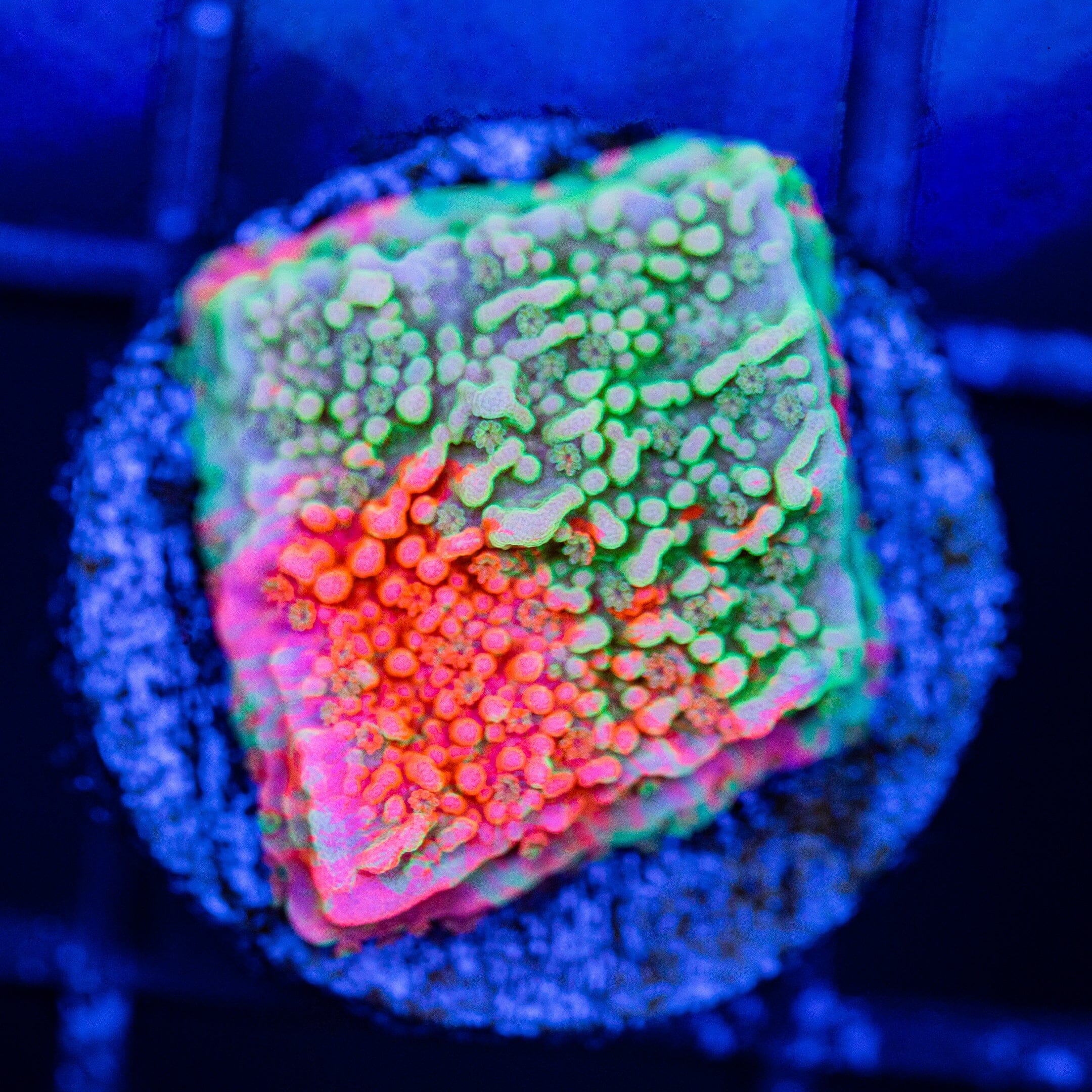WWC Grafted Montipora Cap - WYSIWYG Frag Reef Lounge Norco 