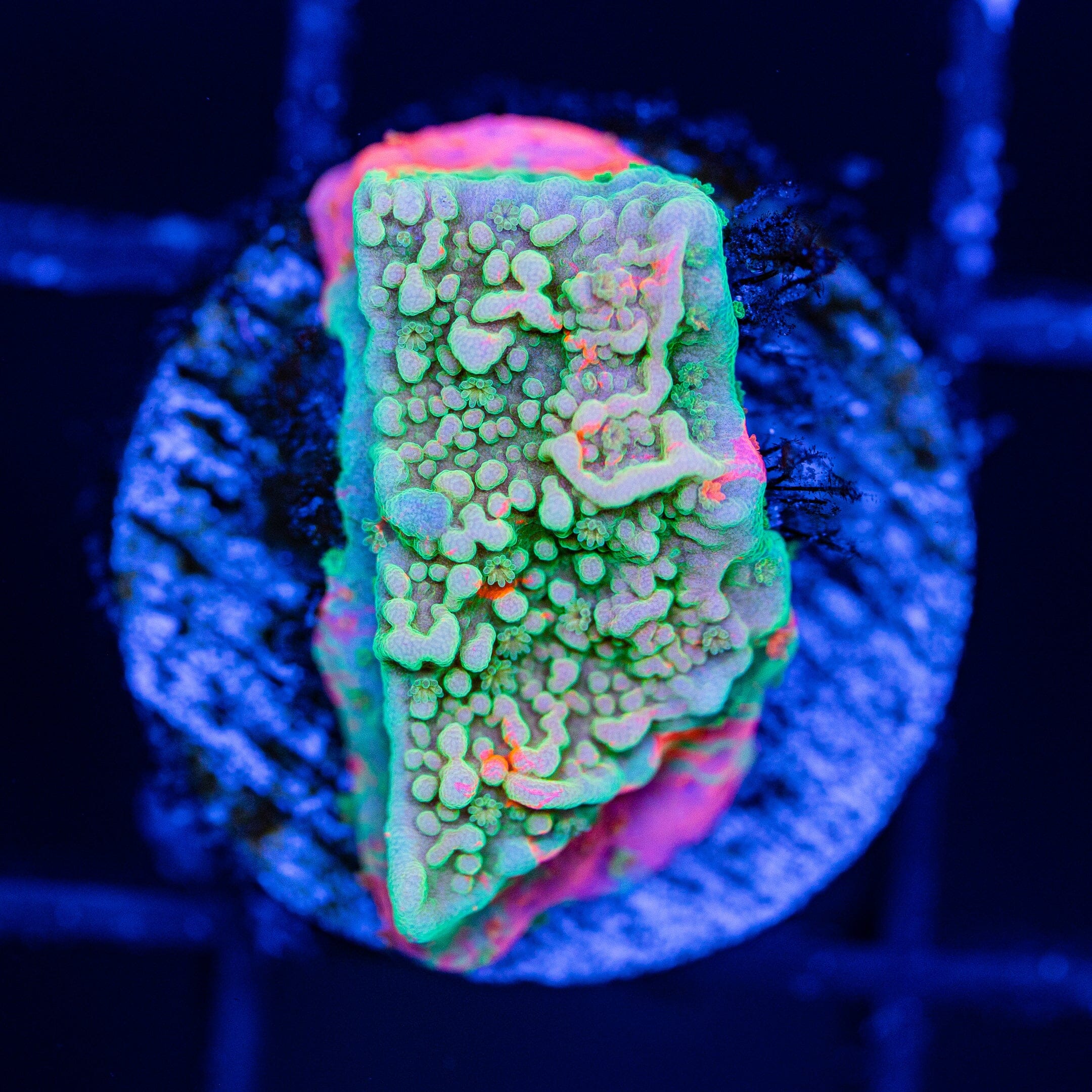 WWC Grafted Montipora Cap - WYSIWYG Frag Reef Lounge Norco 