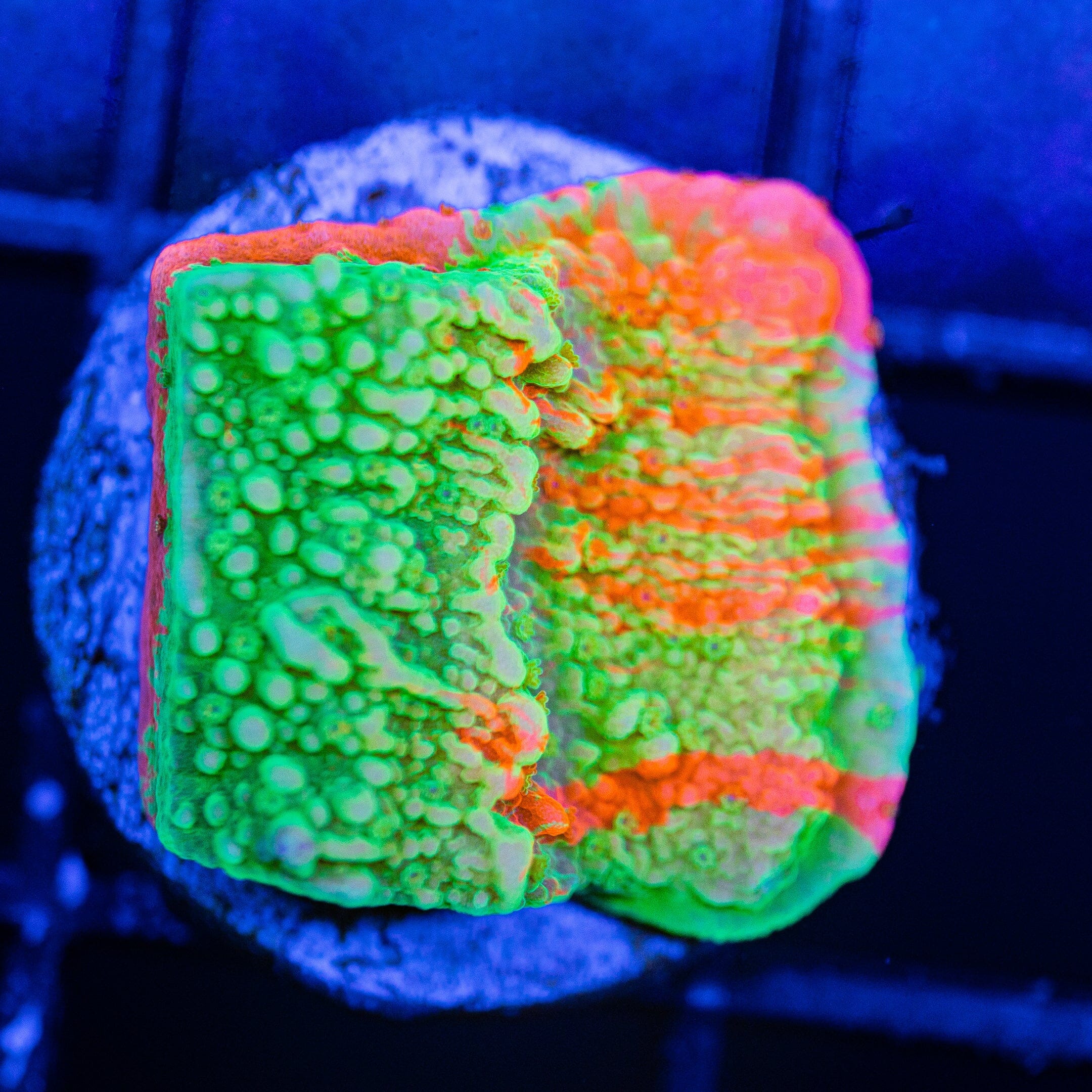 WWC Grafted Montipora Cap - WYSIWYG Frag Reef Lounge Norco 