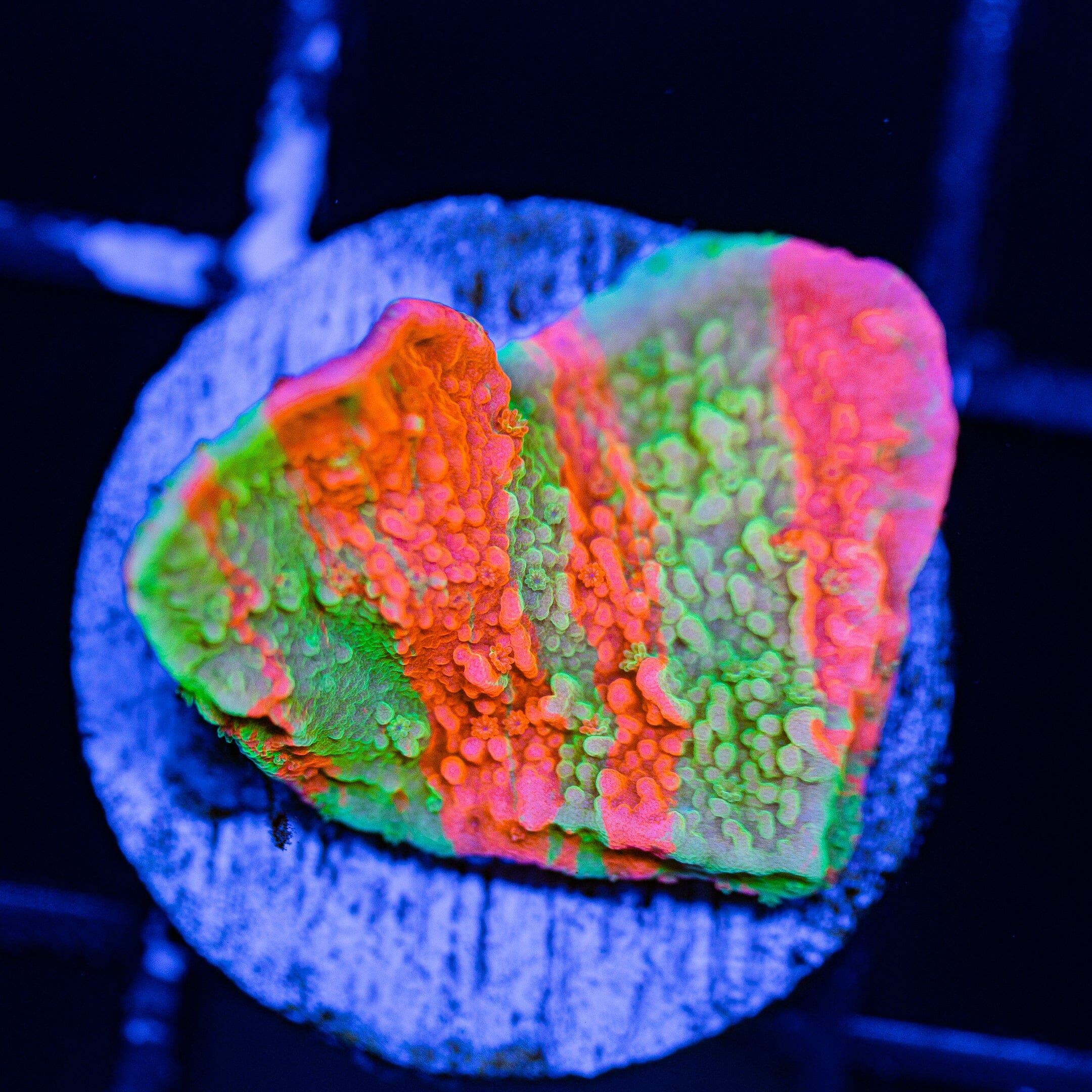 WWC Grafted Montipora Cap - WYSIWYG Frag Reef Lounge Norco 