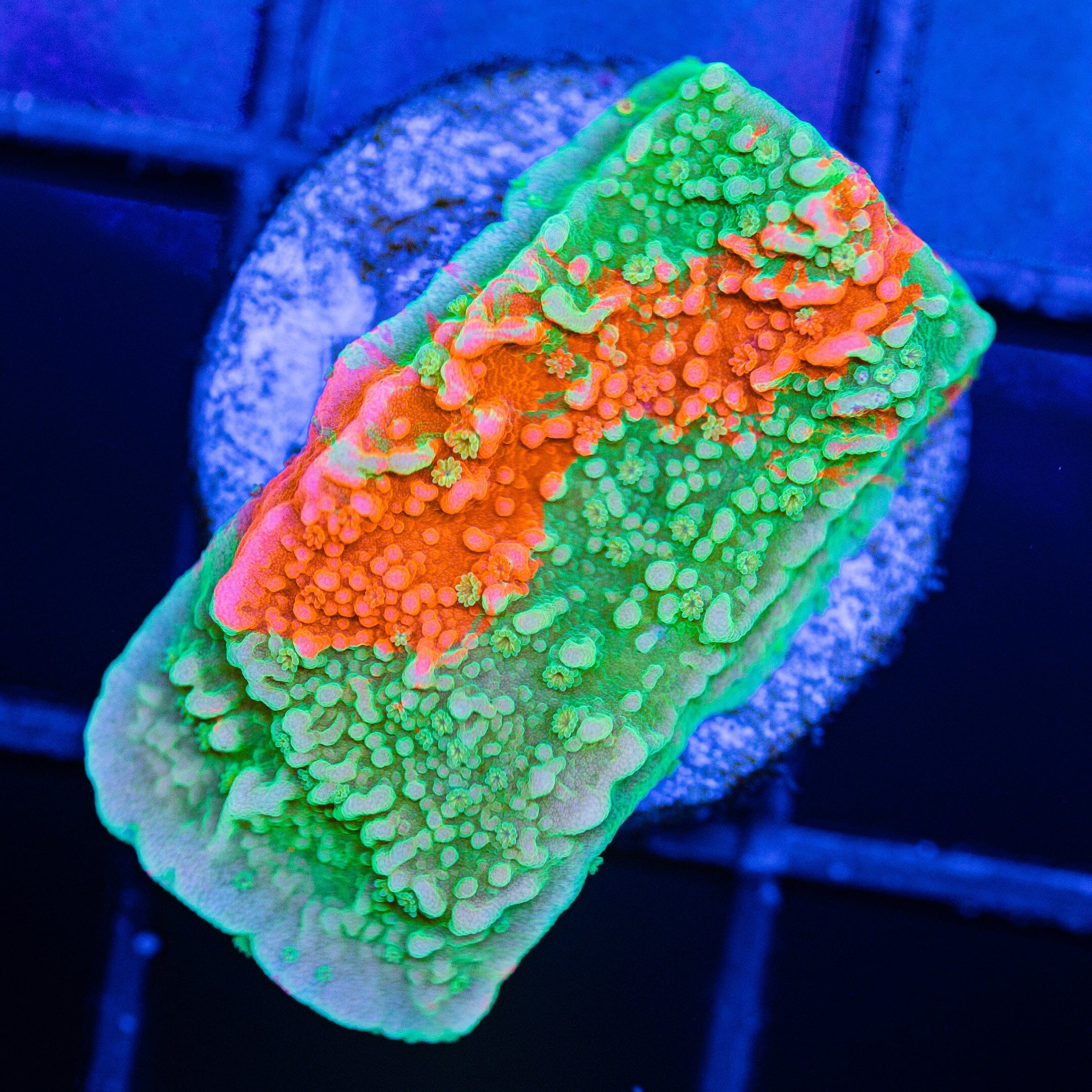 WWC Grafted Montipora Cap - WYSIWYG Frag Reef Lounge Norco 