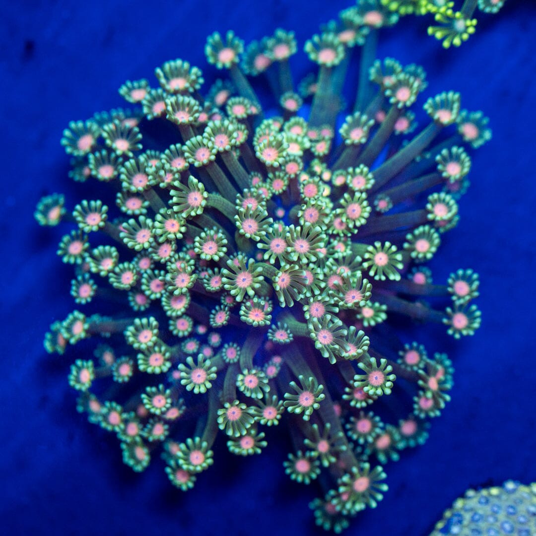 XL Alveopora Colony - WYSIWYG Reef Lounge Norco 