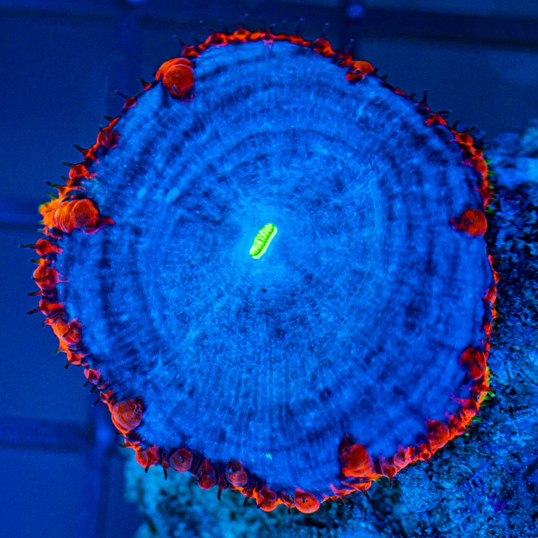 XL 'Blue Smurf' Blasto Vivida (WYSIWYG - RARE) Reef Lounge Coral 