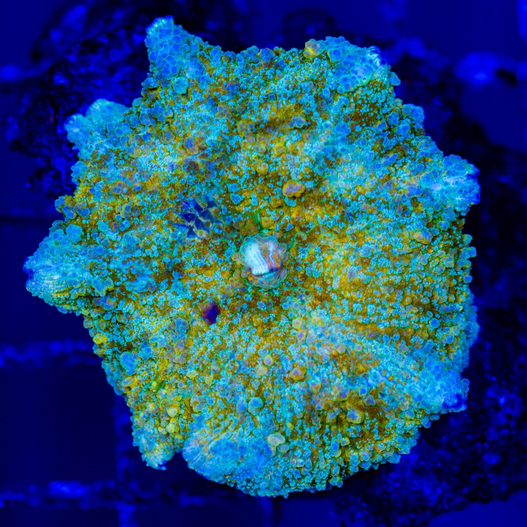 XL Goldberry Mushroom - WYSIWYG Zoa Reef Lounge USA 