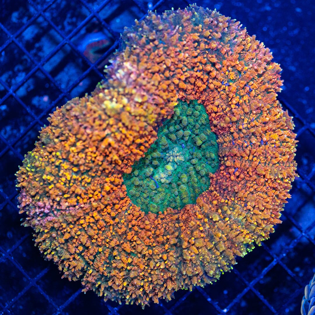 XL Green Eye Lobo - WYSIWYG Reef Lounge Norco 