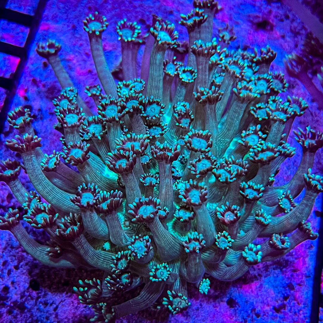 XL Green Goniopora Colonies (Long Tentacle) Reef Lounge Coral 