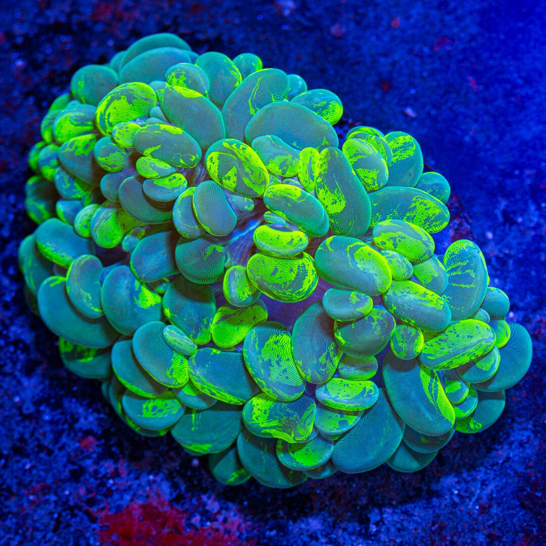 XXL Ultra Splatter Bubble - WYSIWYG Reef Lounge Norco 