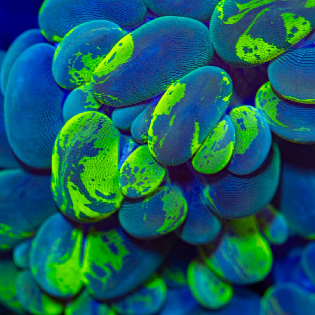 XXL Ultra Splatter Bubble - WYSIWYG Reef Lounge Norco 