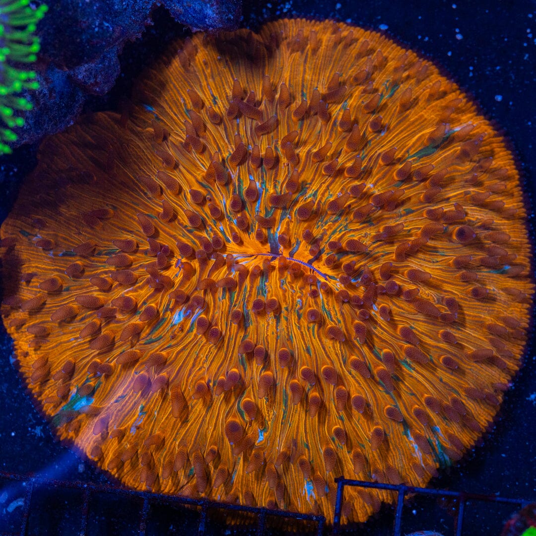 XXXL Jumbo Splatter Plate Coral - WYSIWYG (HUGE) LPS Coral Reef Lounge USA 