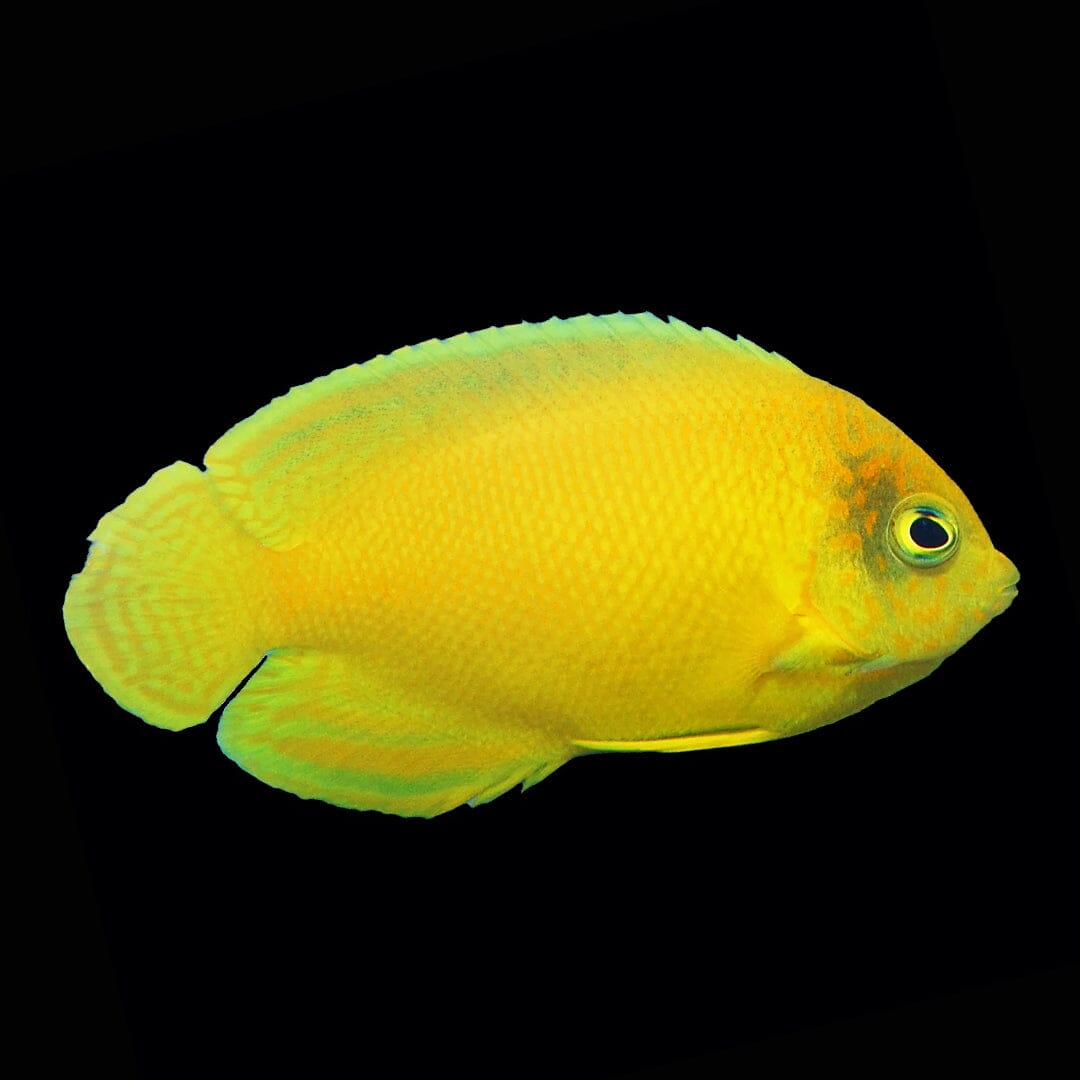 Yellow Angelfish Fish Reef Lounge USA 