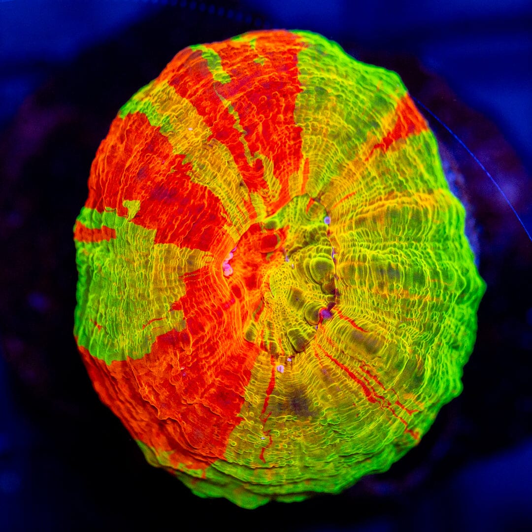 Yellow Bleeding Apple - Scolymia 9A - WYSIWYG Reef Lounge Coral 