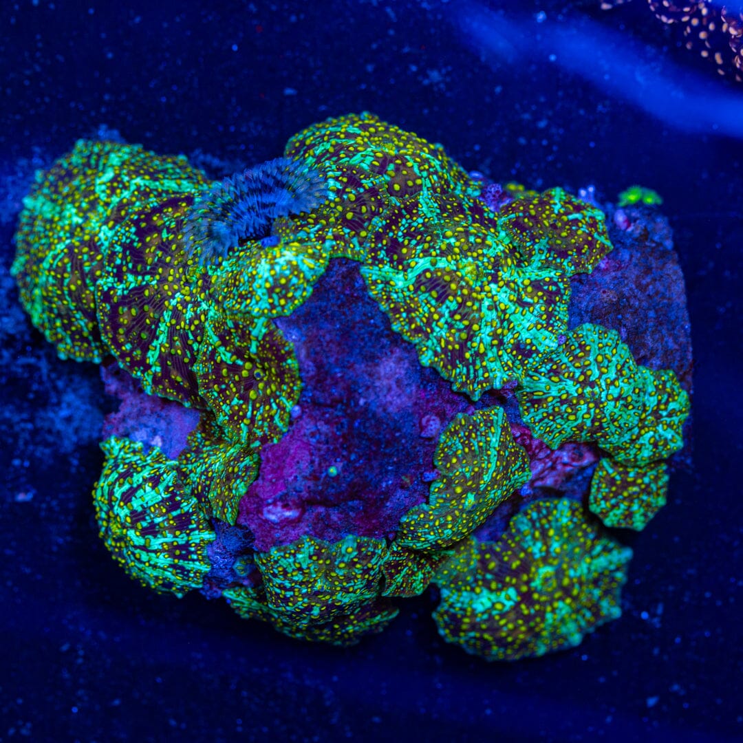 Yellow Freckle Discosoma Colony - WYSIWYG Reef Lounge Norco 