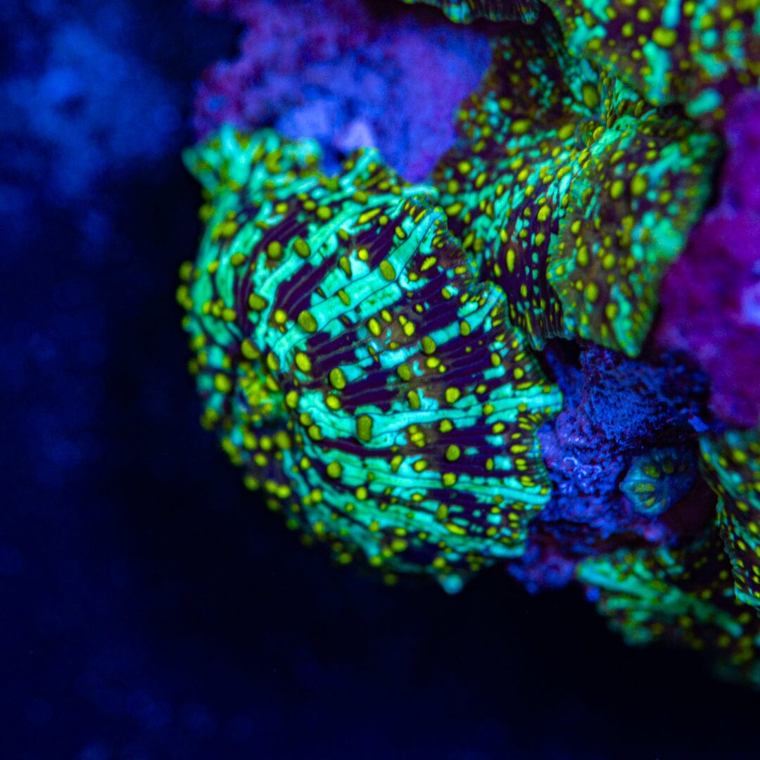 Yellow Freckle Discosoma Colony - WYSIWYG Reef Lounge Norco 