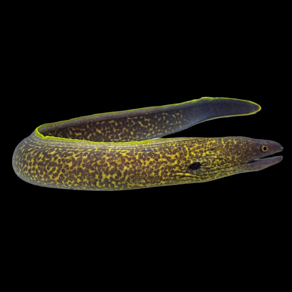 Yellow Margin Moray Eel (extra small!) Fish Reef Lounge USA 