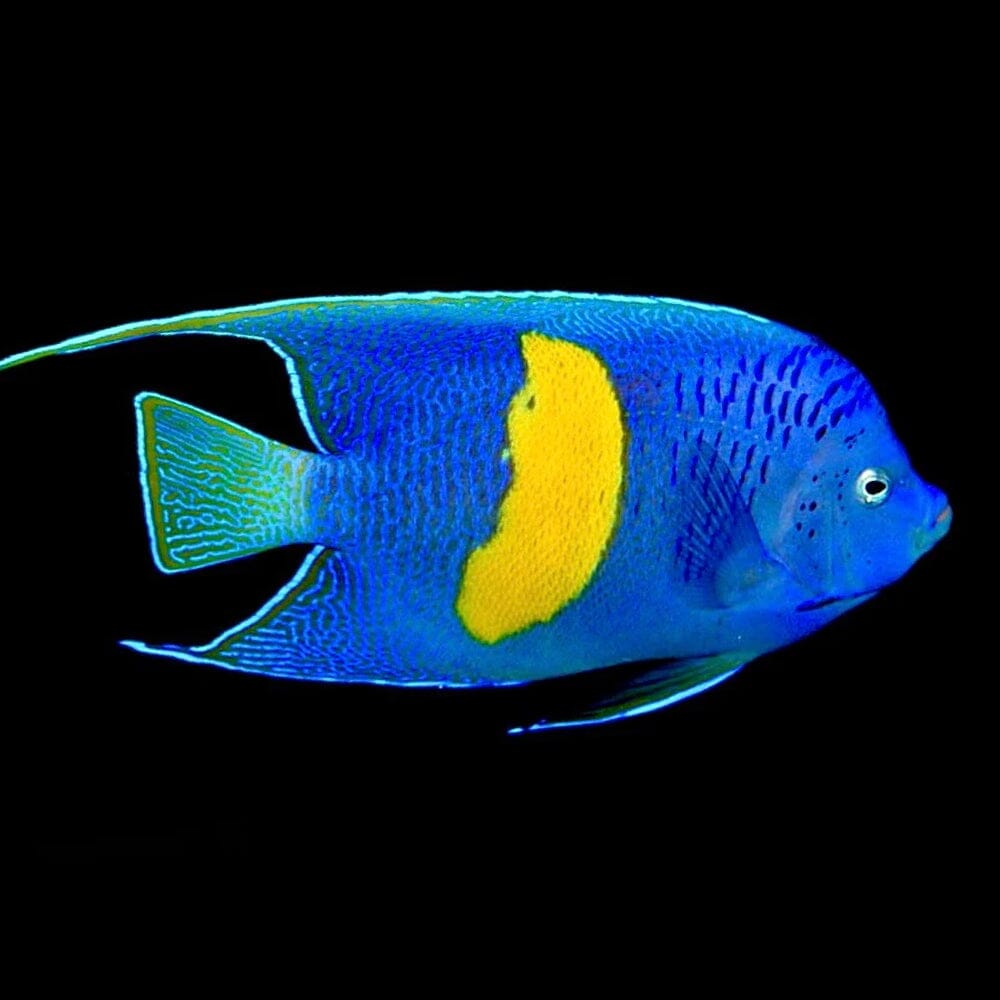 Yellow Moon Maculosus Angelfish - Adult Color Fish Reef Lounge USA 