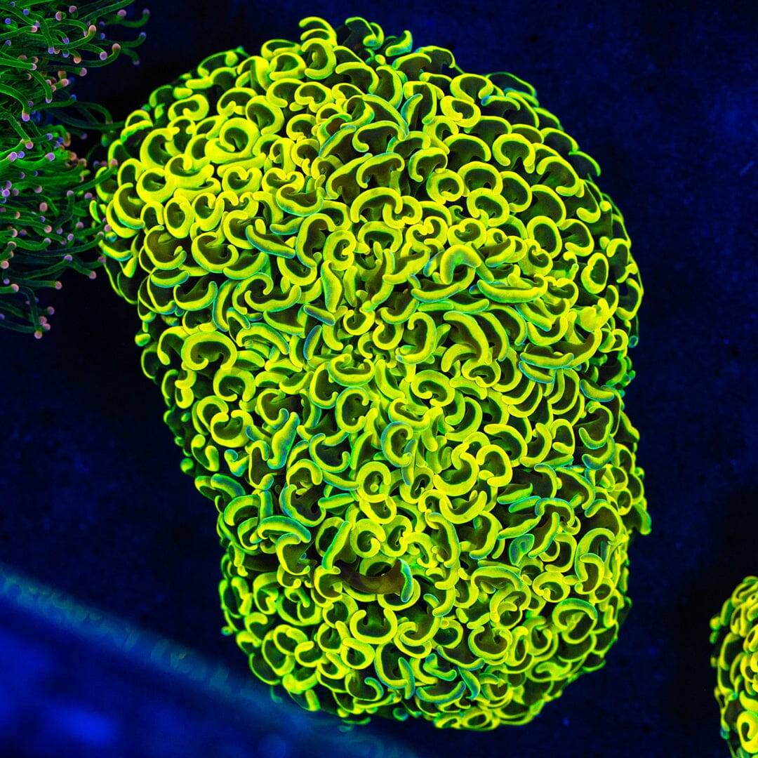 Yellow Wall Hammer 1A - WYSIWYG 32 Reef Lounge Norco 