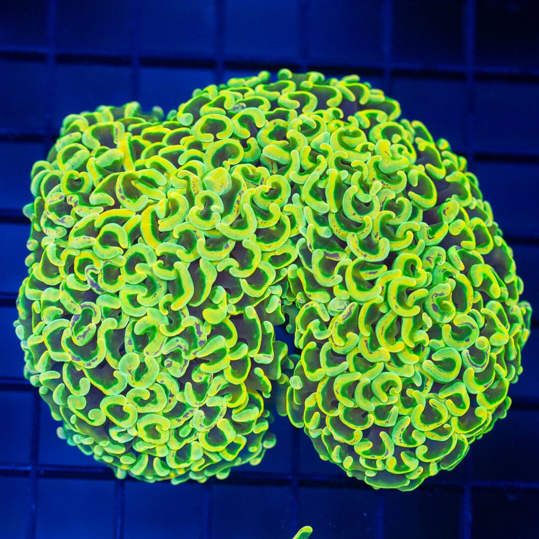 Yellow Wall Hammer 1A - WYSIWYG Reef Lounge Coral 