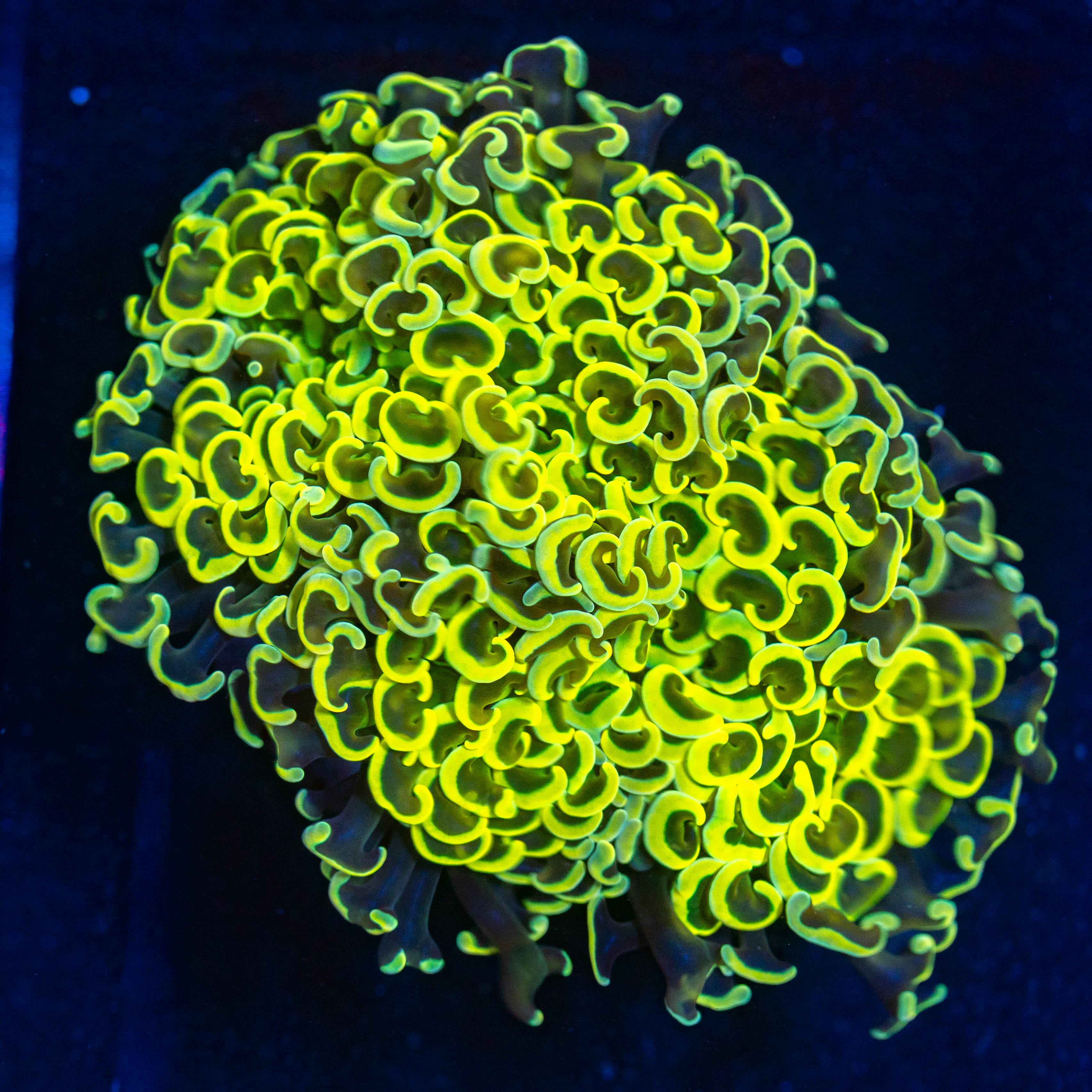 Yellow Wall Hammer 1A - WYSIWYG Reef Lounge USA 