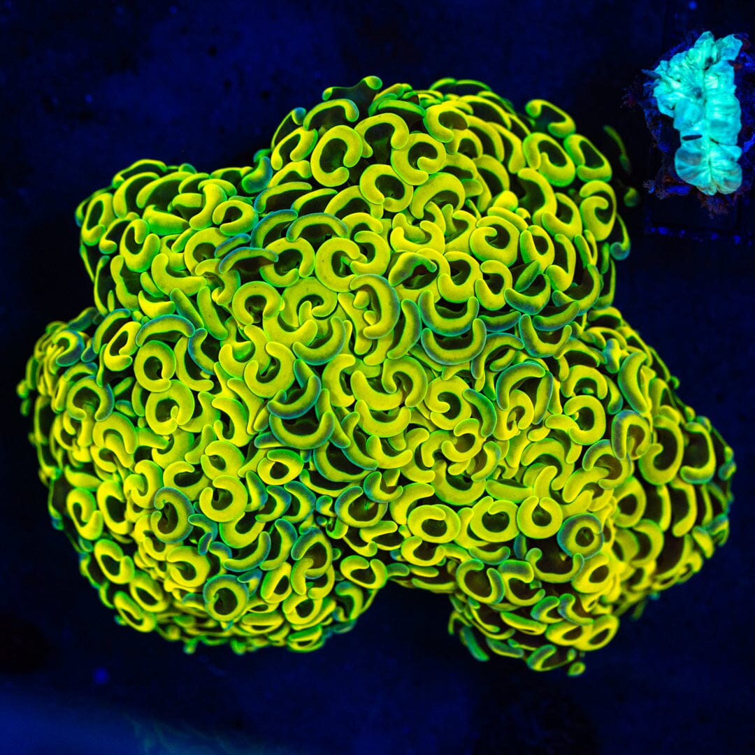 Yellow Wall Hammer 2A - WYSIWYG 32 Reef Lounge Norco 