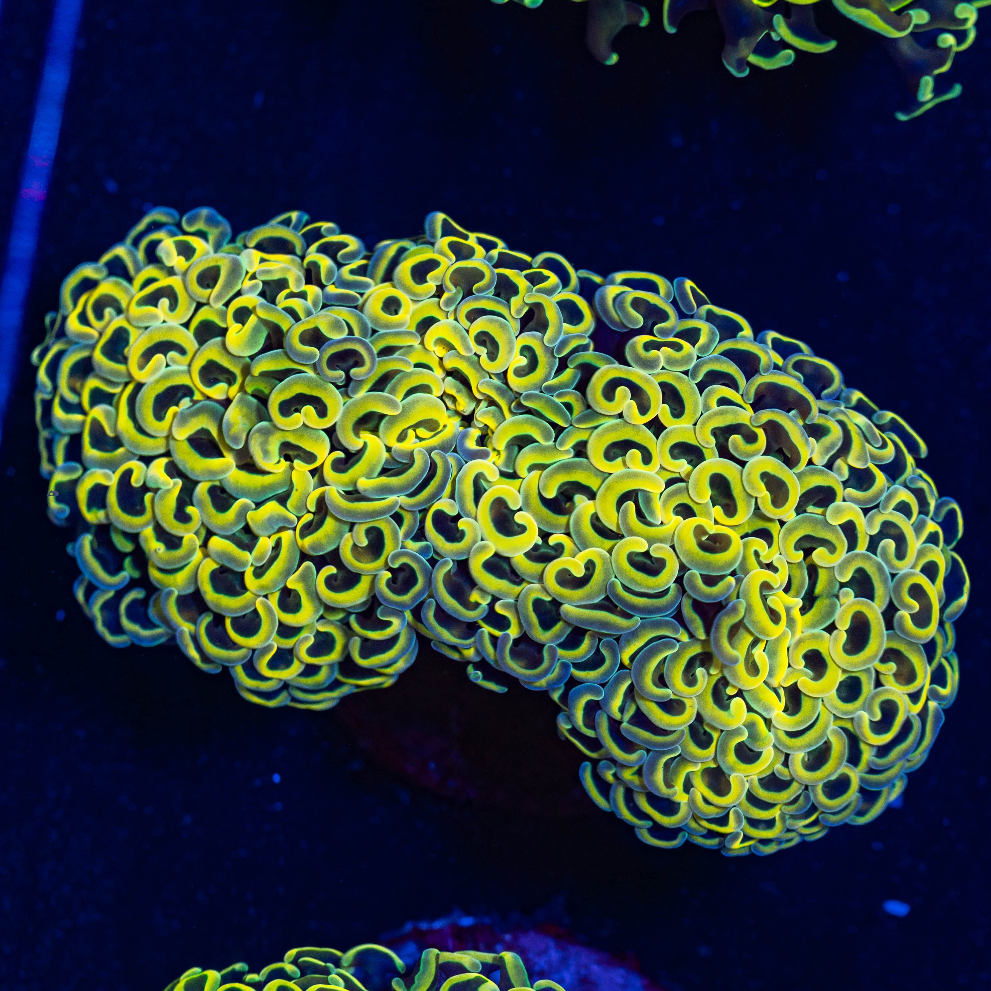 Yellow Wall Hammer 2A - WYSIWYG Reef Lounge USA 