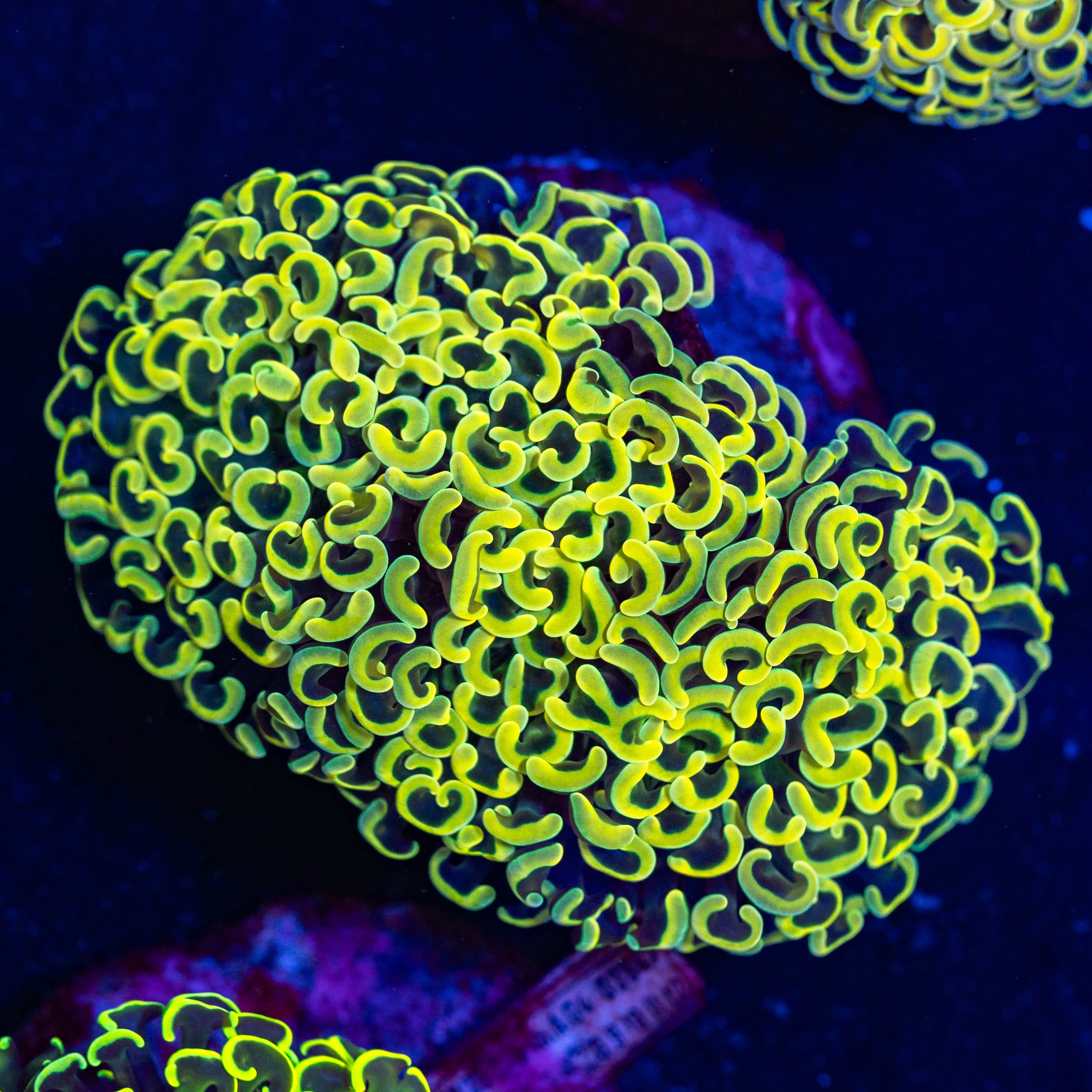 Yellow Wall Hammer 3A - WYSIWYG Reef Lounge USA 